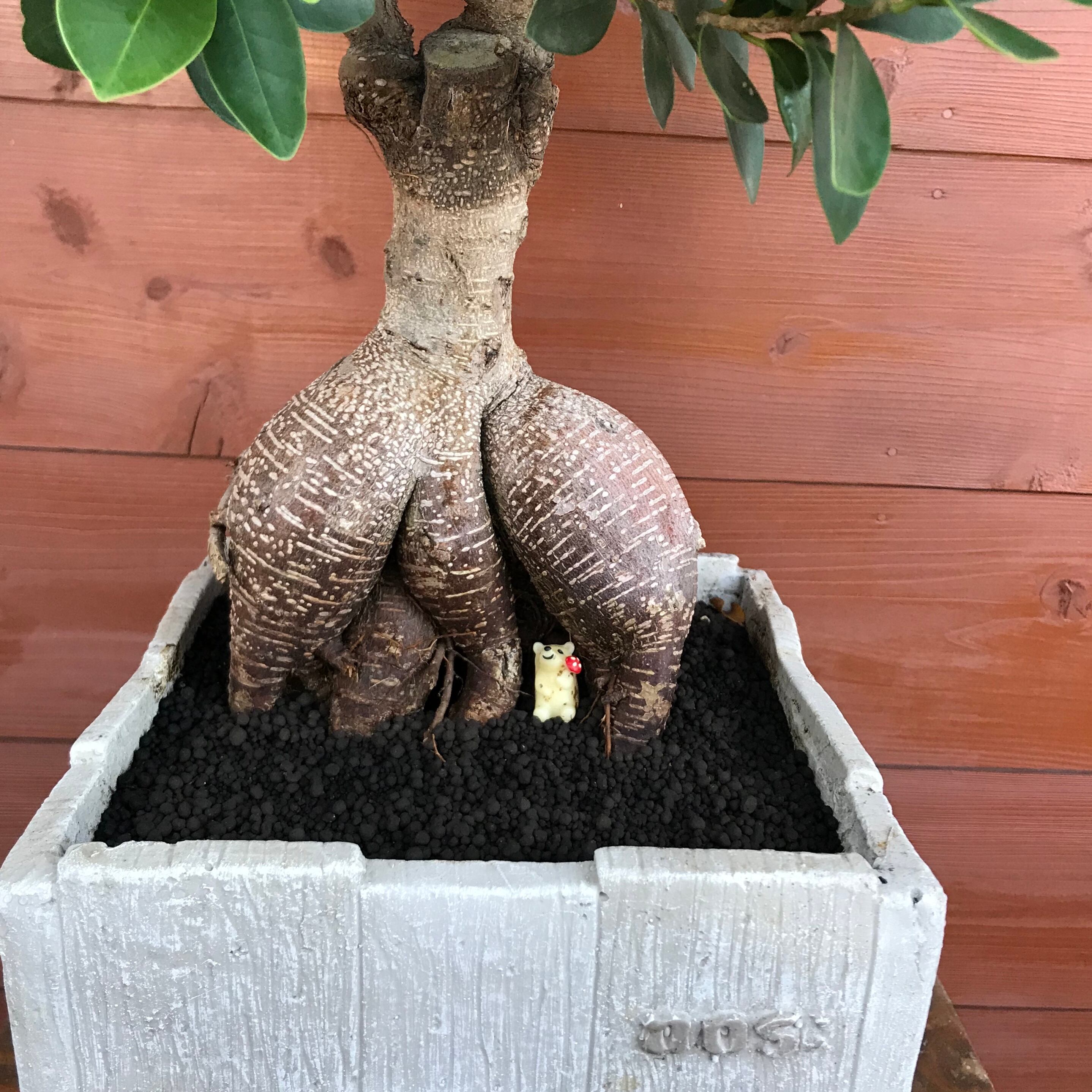 精霊のおうち ガジュマル | Merak - メラク 寄せ植え ガーデニング