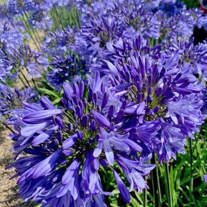 希少 デルフィニウム ハイランダー チャチャ 宿根草 苗 花 植物 希少 デルフィニウム ハイランダー チャチャ 宿根草 苗 花 植物