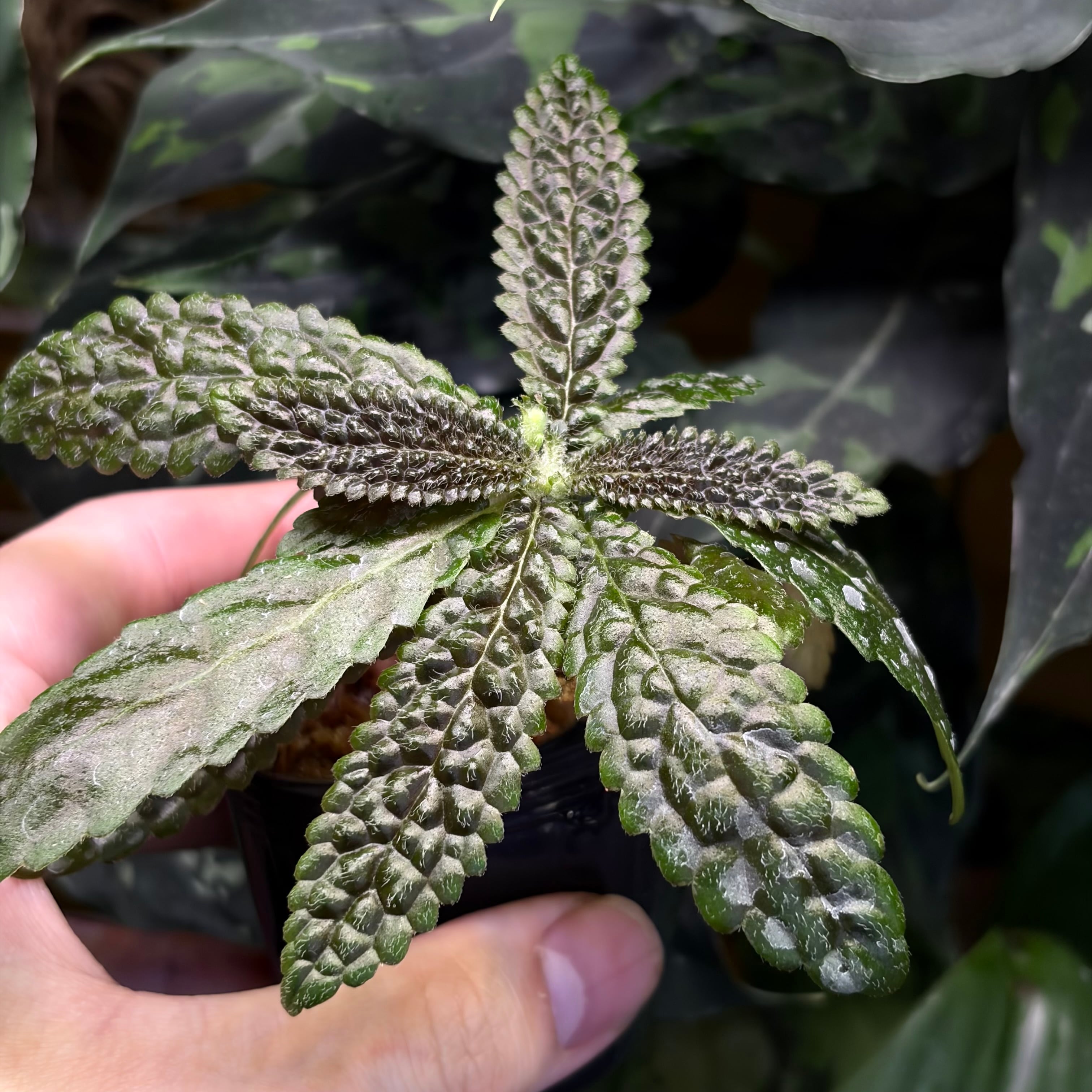 専用　Nautilocalyx emphasis ノーティロカリティクス　2株❣️ Nautilocalyx pemphidius ノーティロカリクス | 熱帯雨林植物専門店