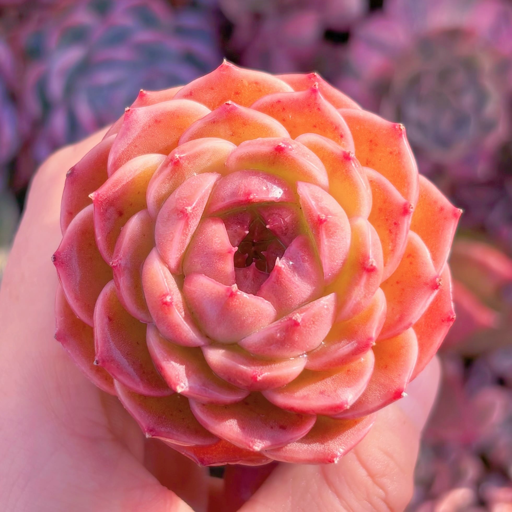 多肉植物　墨玉　新入荷　るる農園