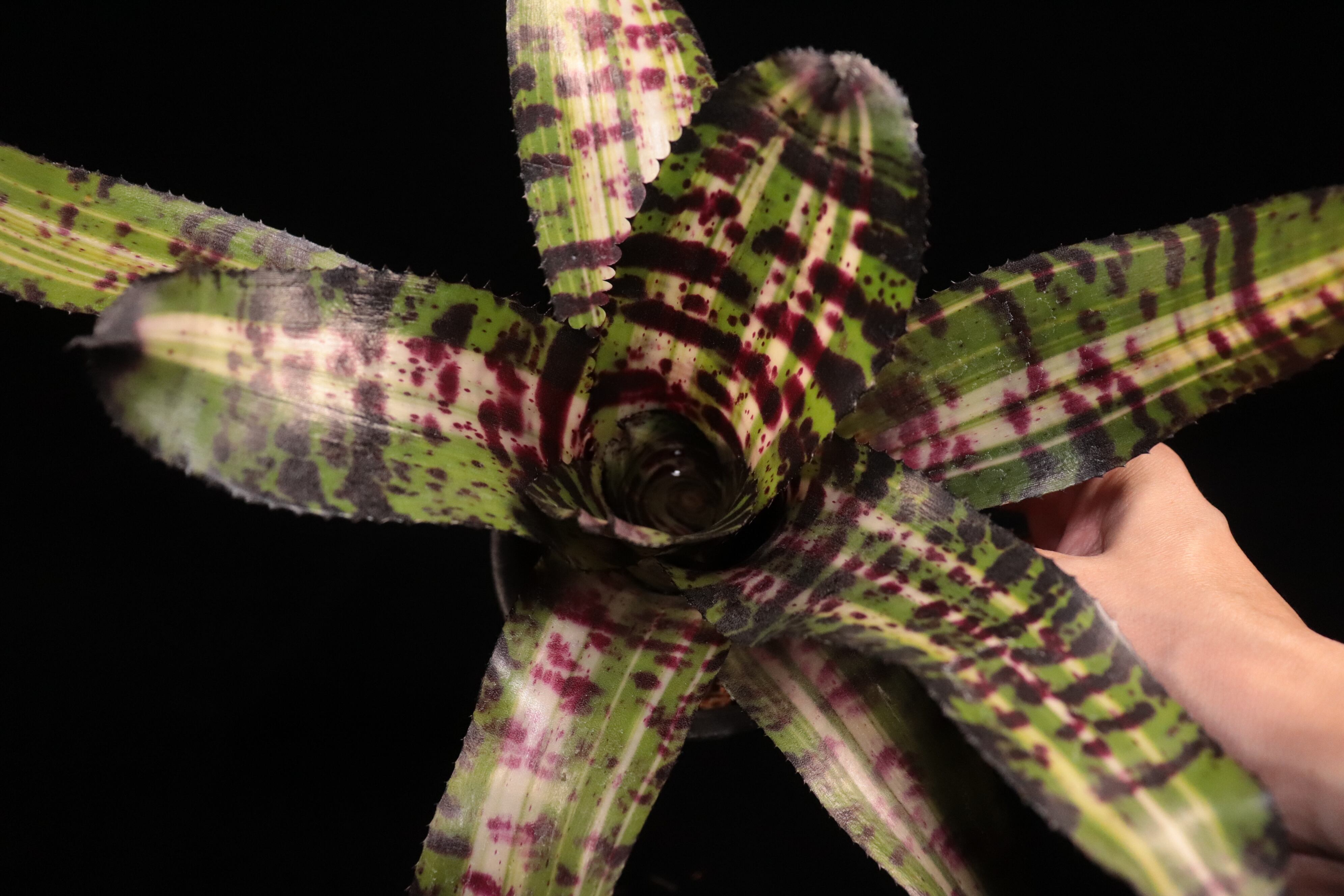 送料無料】Neoregelia 'Snake Charmer'〔ネオレゲリア〕現品発送N0571