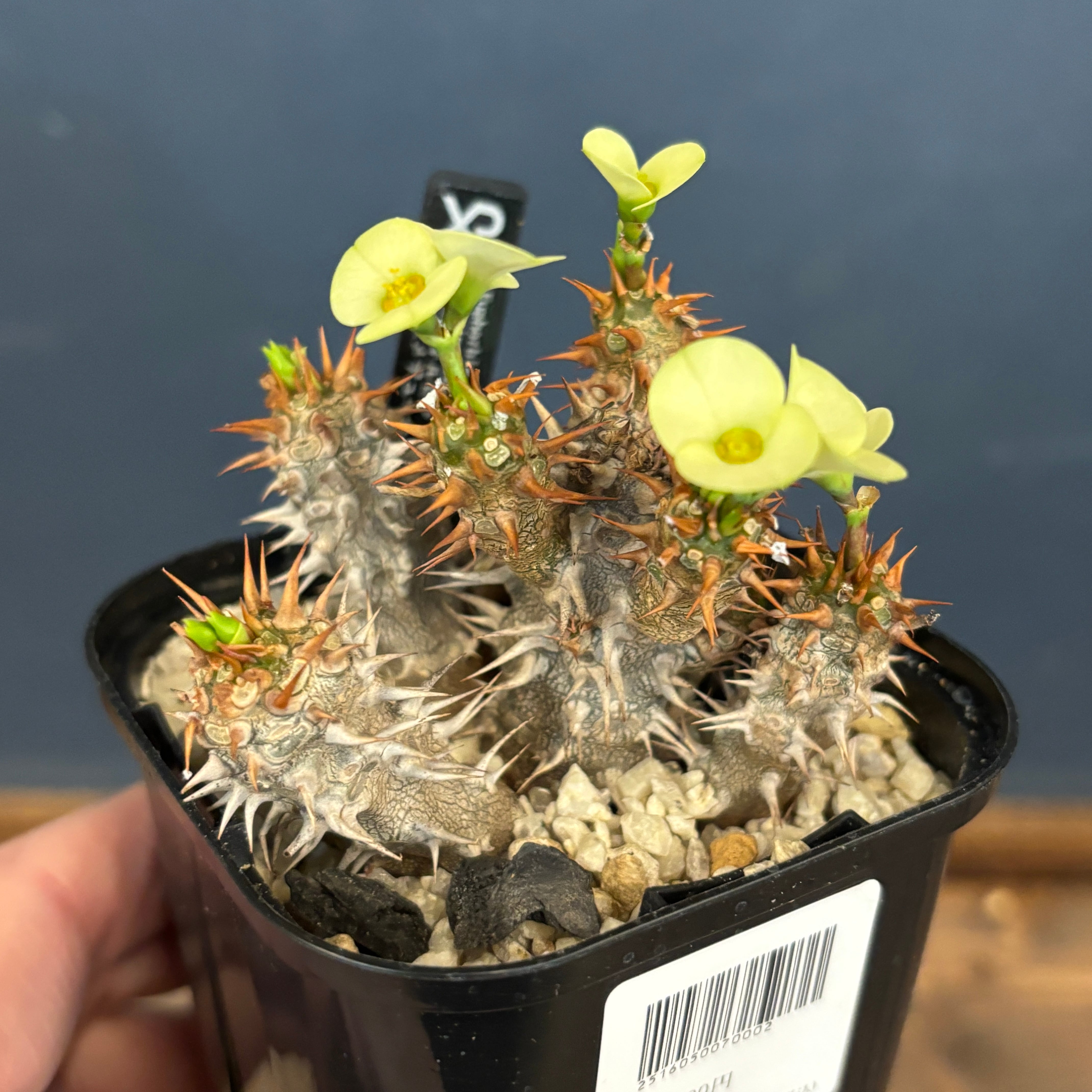 ユーフォルビア、その他多肉 | PROTOLEAF プロトリーフ