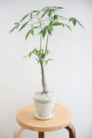 【M】トックリキワタ/Ceiba speciosa