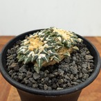 Ariocarpus kotschoubeyanus【アリオカルプス・姫牡丹・実生】
