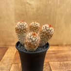 Mammillaria carmenae【マミラリア・赤棘カルメナエ】