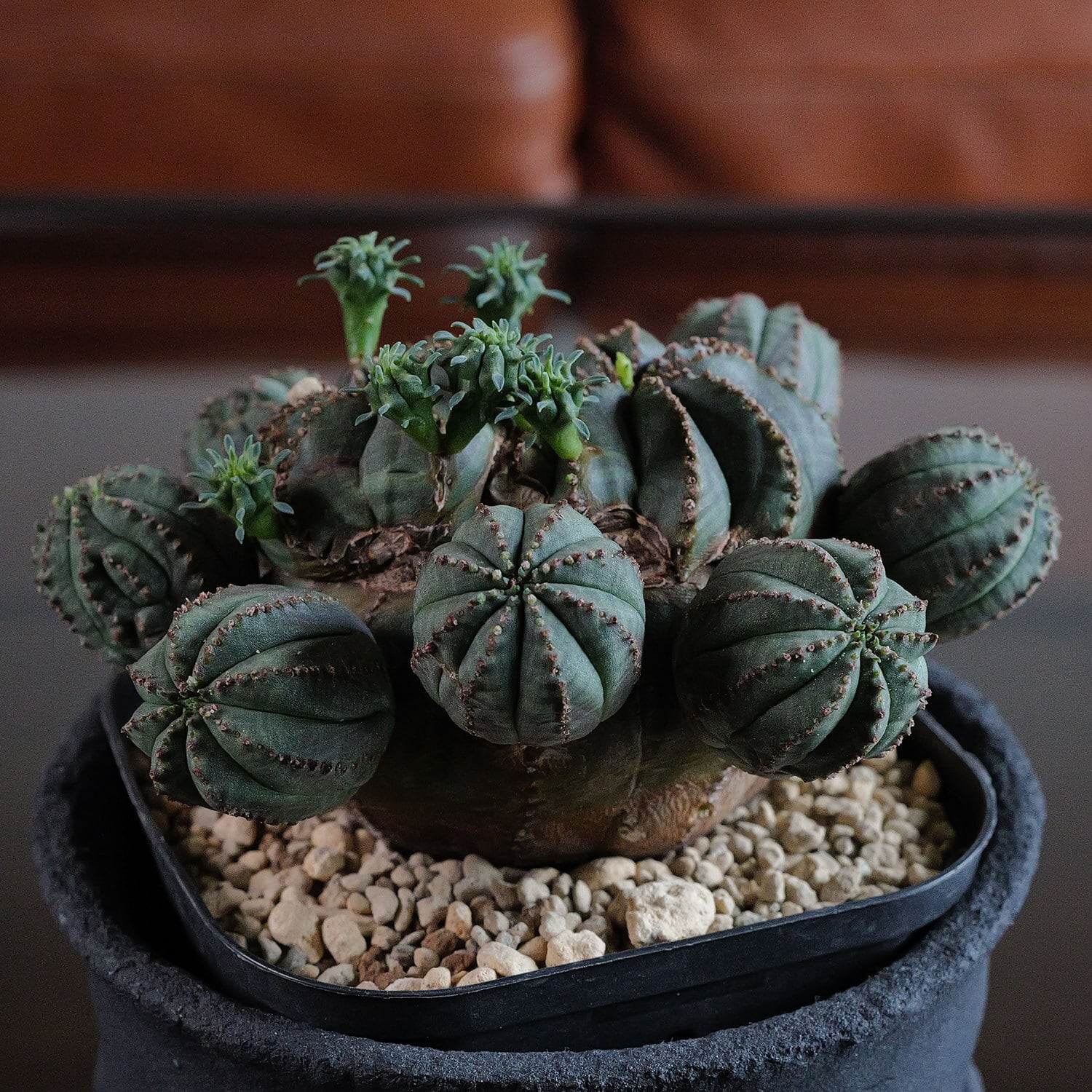 厳選 オベサ | LIGHTHOUSE.PLANTS - 海外実生株のオベサなど輸入植物を