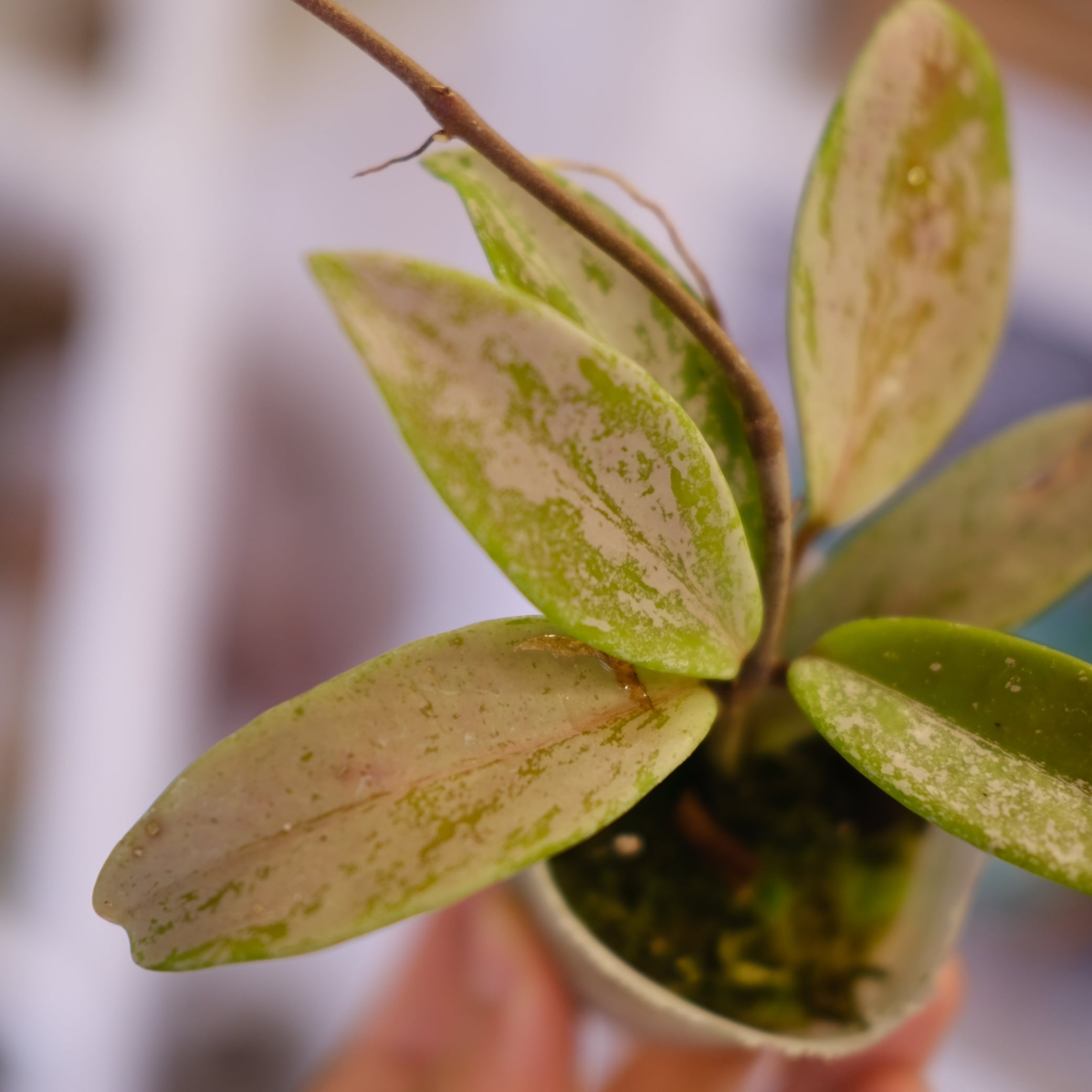 Hoya pubicaly x Pink Silver Ghost｜ホヤ プビカリクス×ピンク