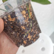 アンスリウム ワロクアーナム / Anthurium warocqueanum④