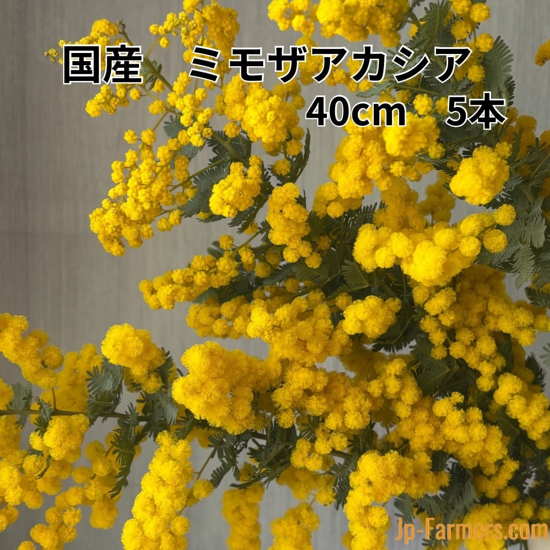 冬の太陽 国産ミモザアカシア 4-50cm 5本 | 新鮮お花問屋 Jp-Farmers.com