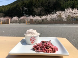 桜のジェラート