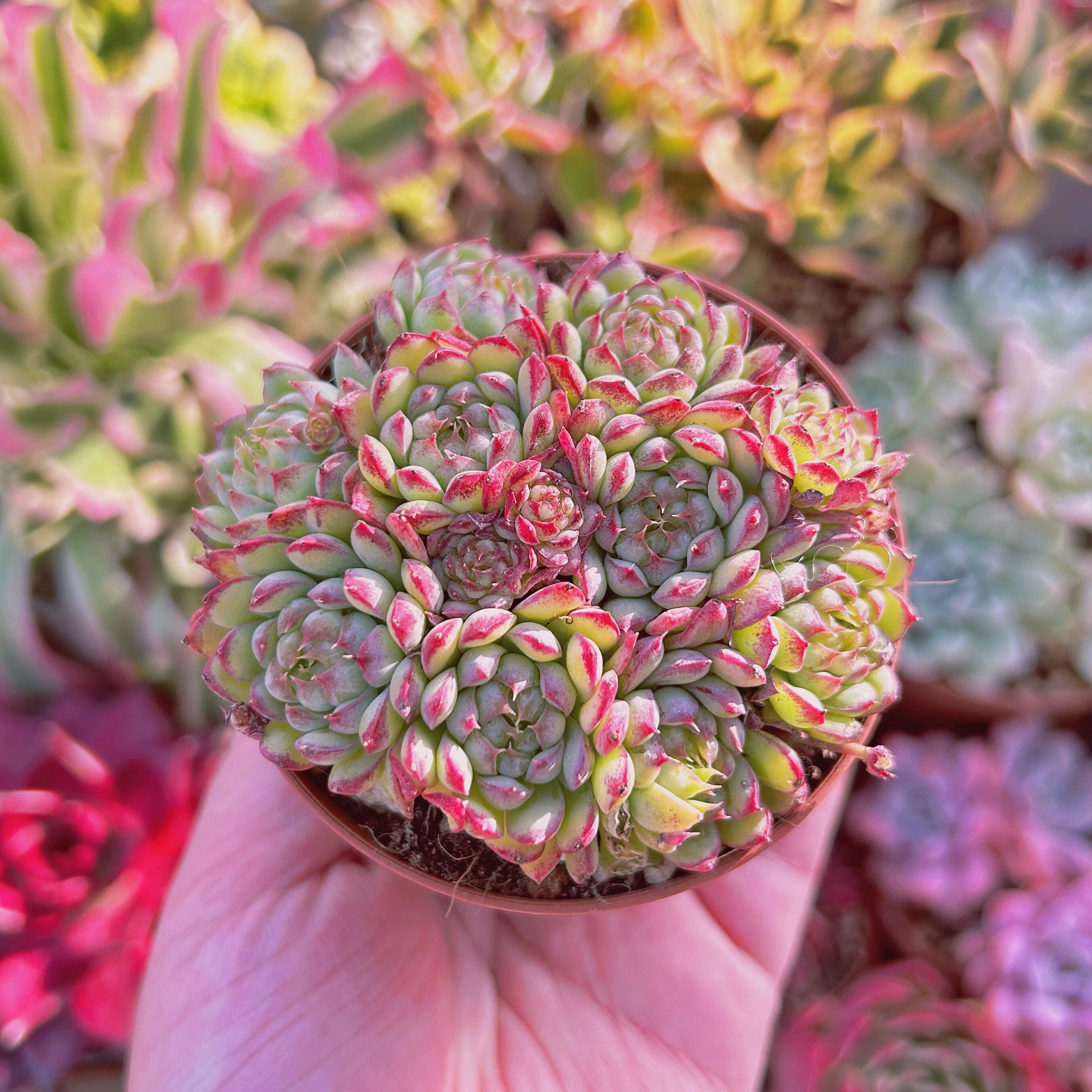 多肉植物   Echeveria    虞姫　7頭以上　