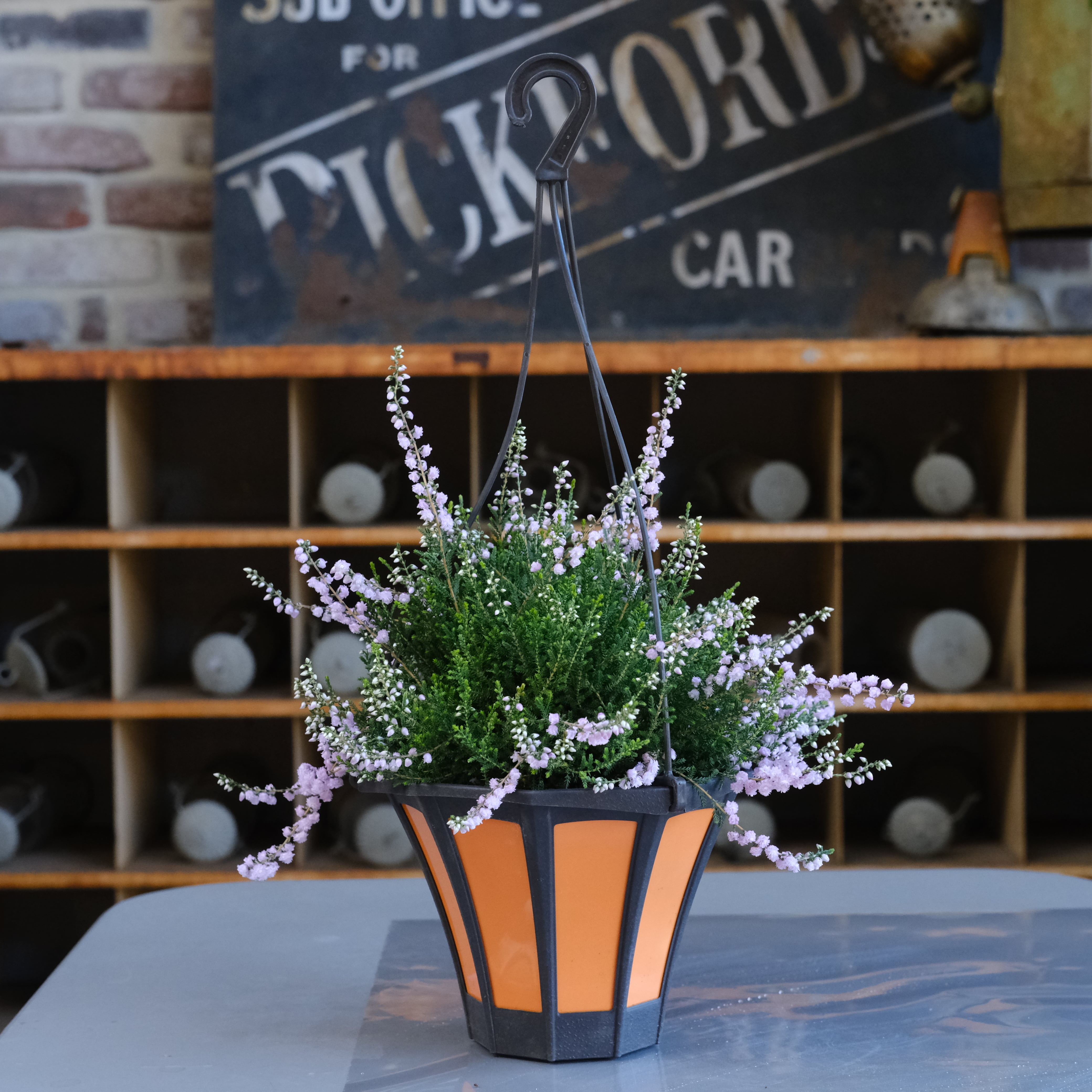 カルーナ《 ブルガリス 八重ピンク 》5号鉢 | グリーンギャラリー