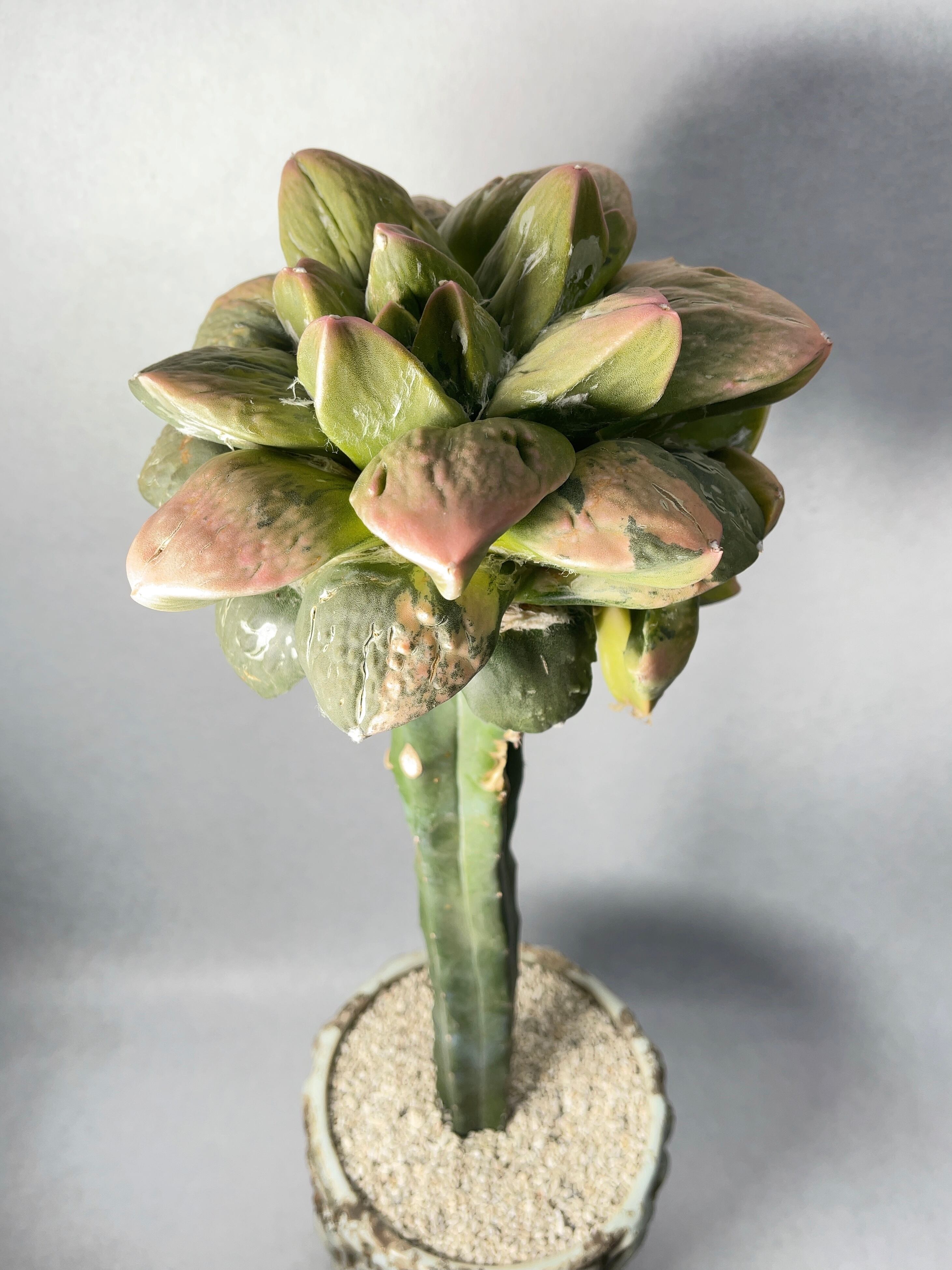 アリオカルプス・花牡丹錦 | trigger