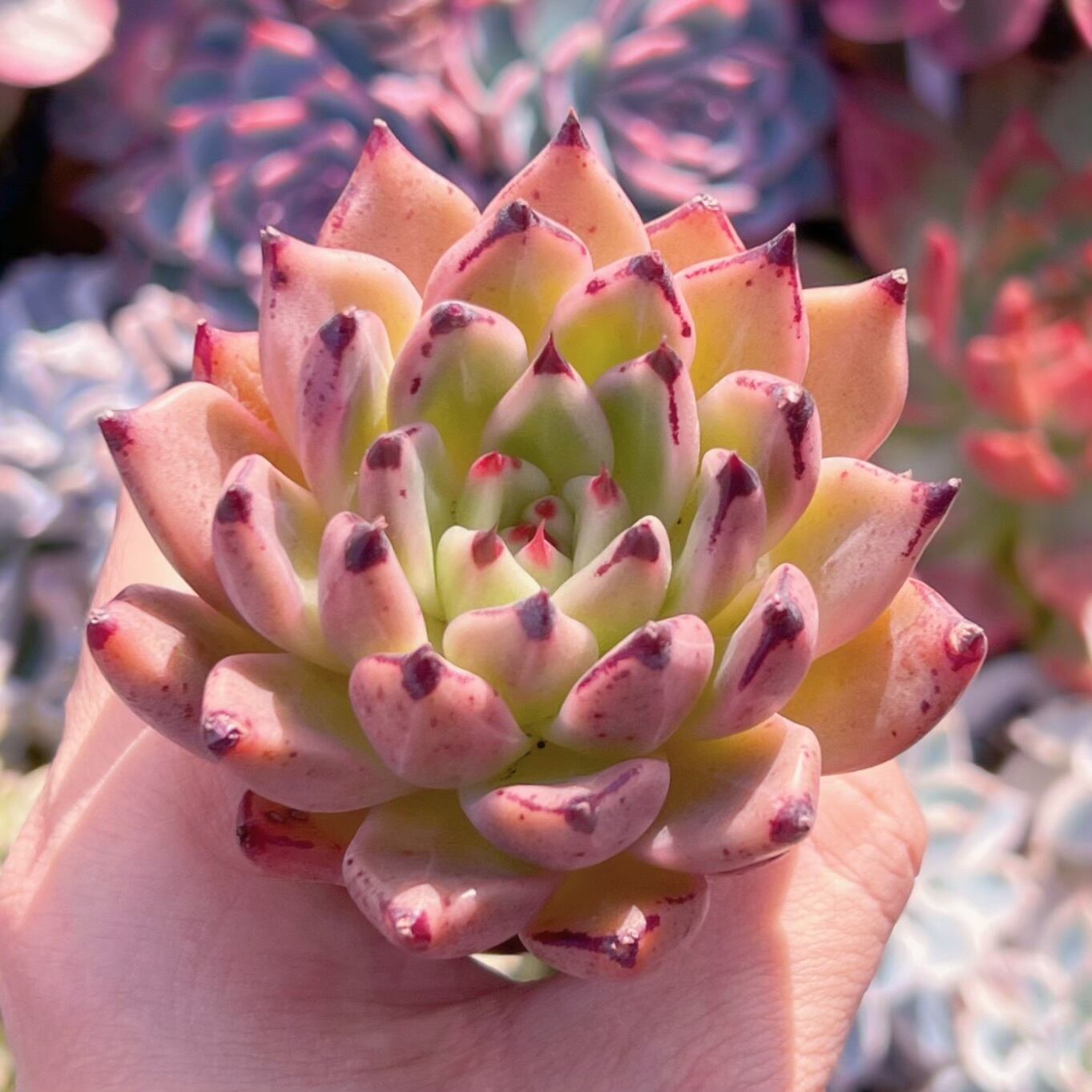 多肉植物　山鬼　新入荷　るる農園