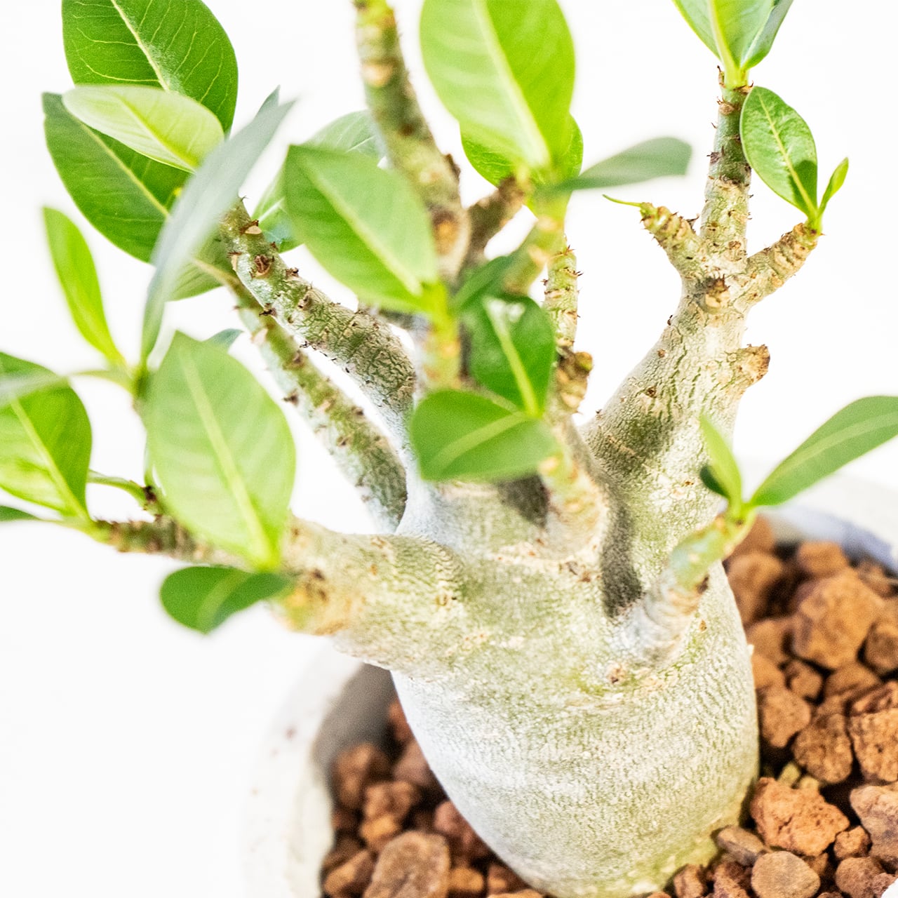 【ぷっくり可愛い塊根植物】なめらかな幹から伸びる緑葉が美しいアデニウム・ドワーフ。手づくりモルタル鉢に植え込んだ一点物。虫発生抑制(全国一律送料850円)