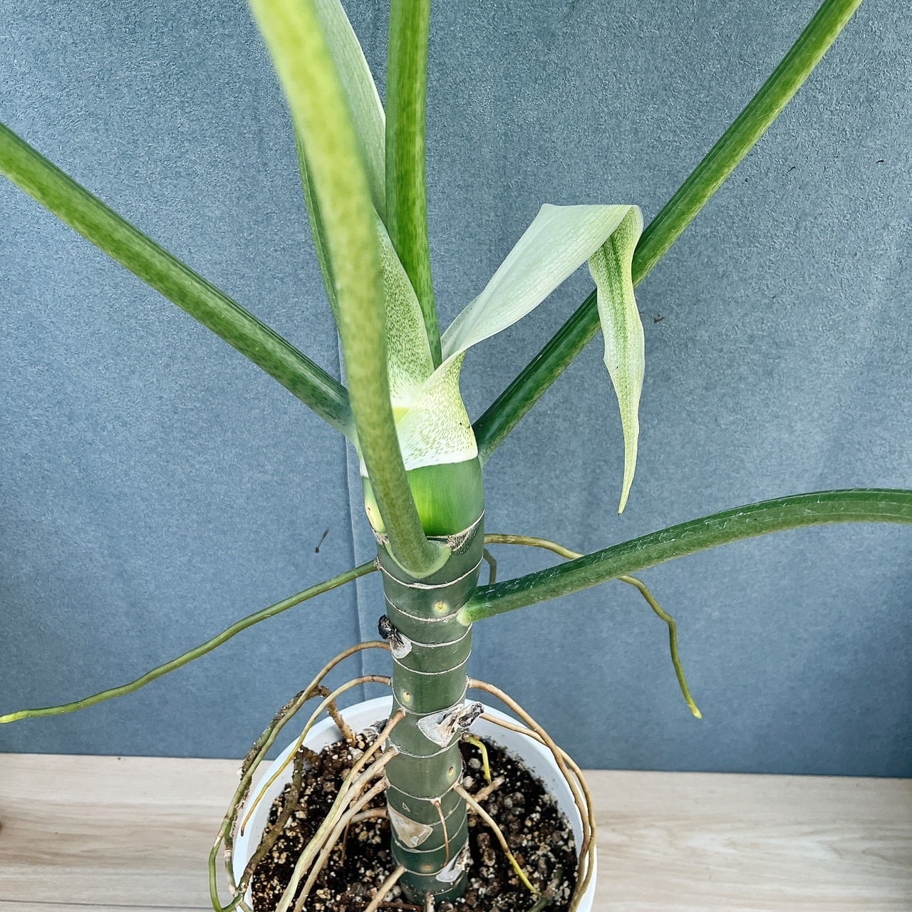 現品］【希少】1番 ☆珍しい☆ フィロデンドロン ワルセウィッチー 8号