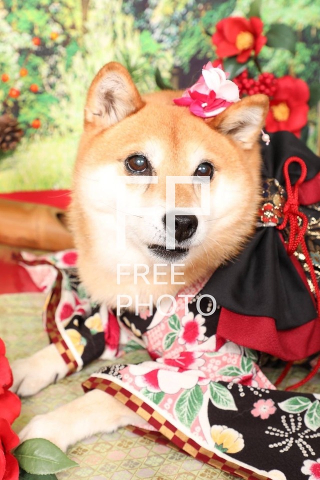 犬