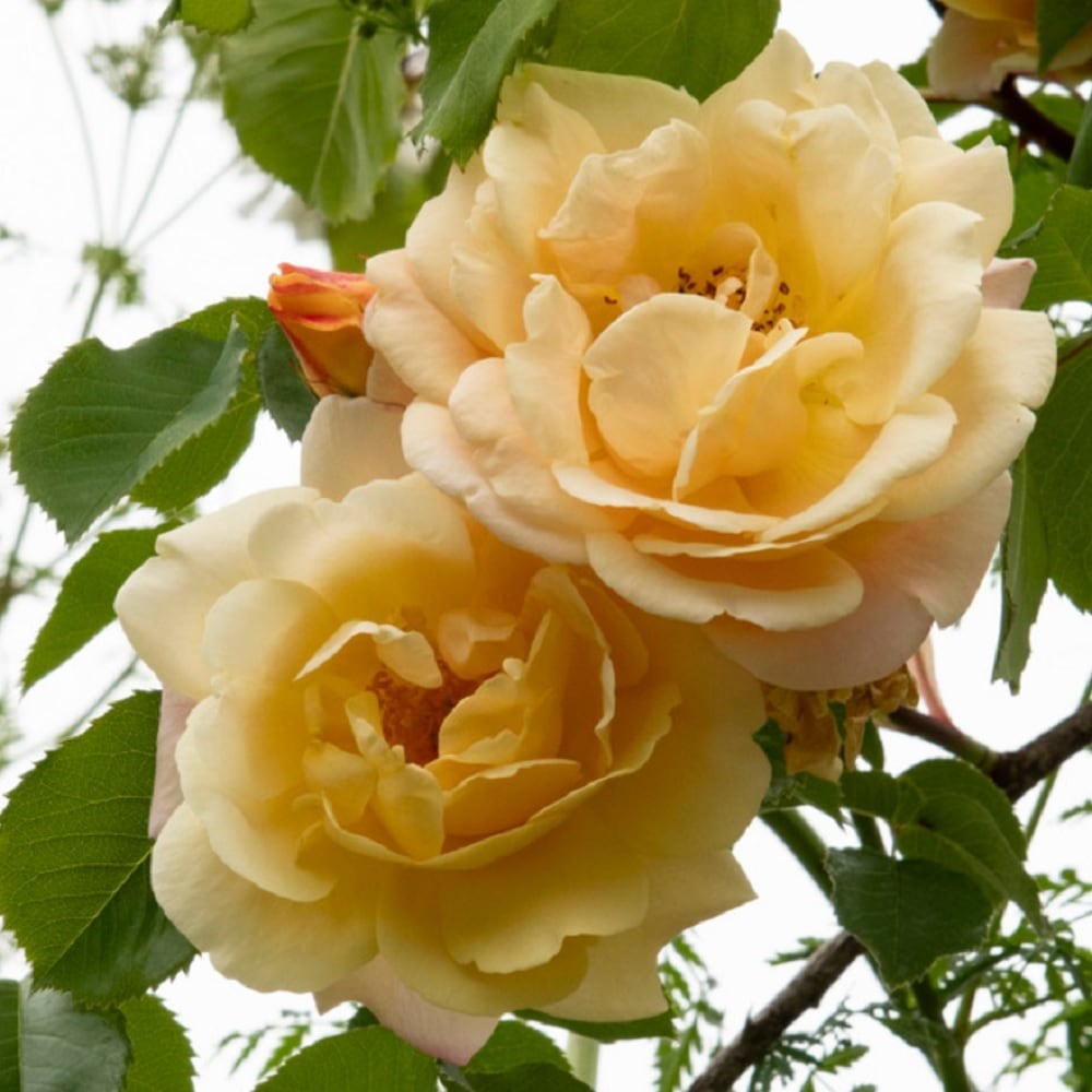 イースリーズ ゴールデンランブラー | 天空のバラ園(無農薬バラ苗