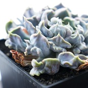 【PREMIUM】 抜き苗 スリラーパール 大株 Echeveria 'Thriller Pearl'