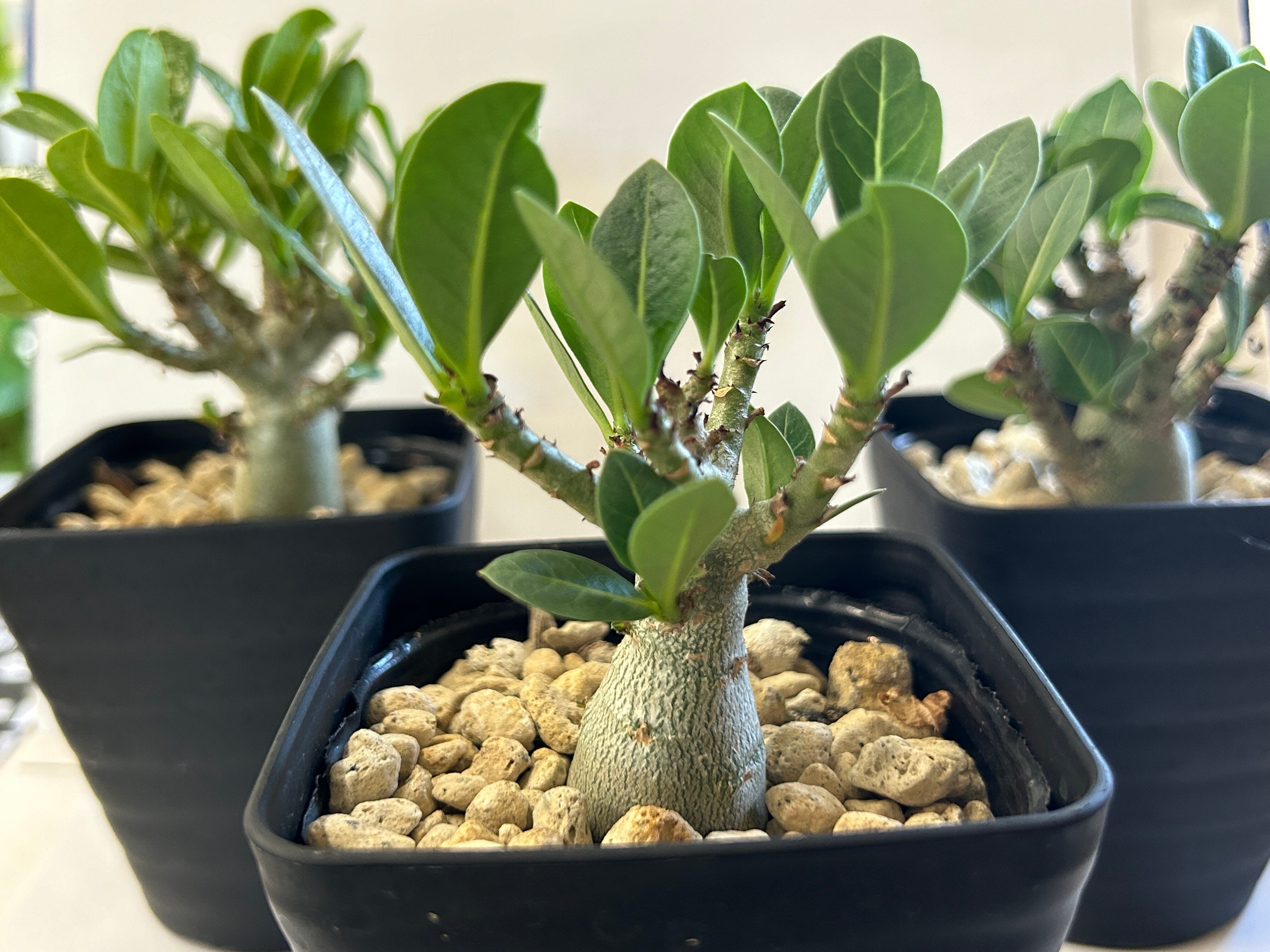 3頭イノピナツム 現地球 発根済 グラキリス マカイエンセ ウィンゾリー