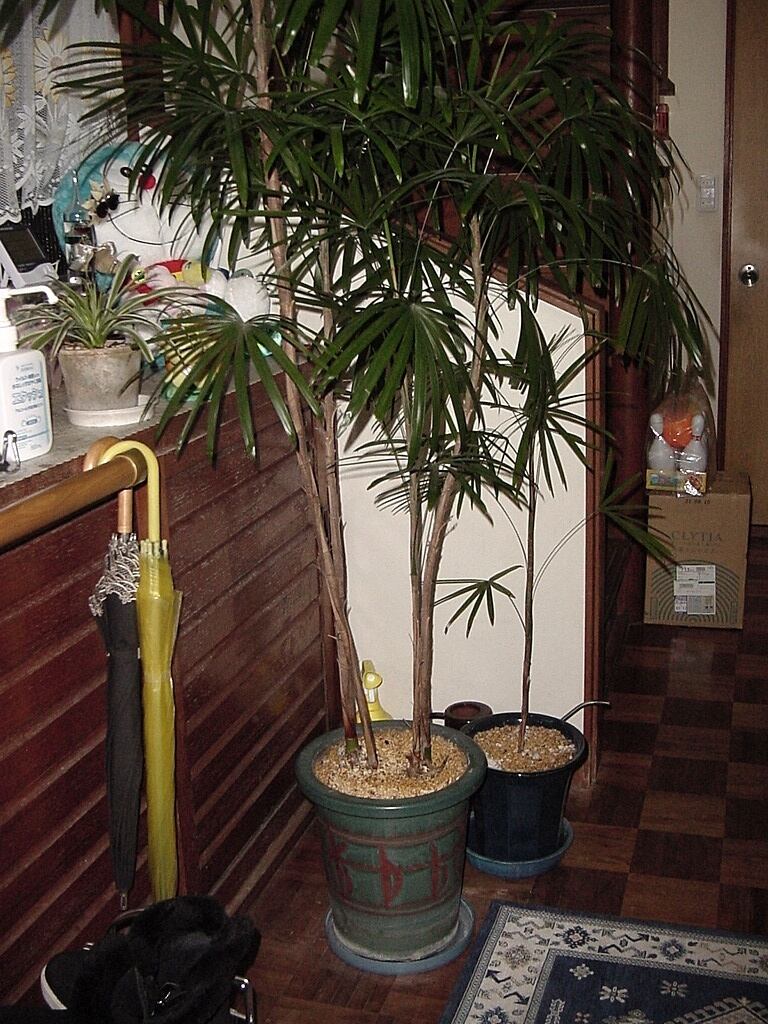 シュロチク 棕櫚竹 千葉県 引き取り限定 5年保証 千葉県