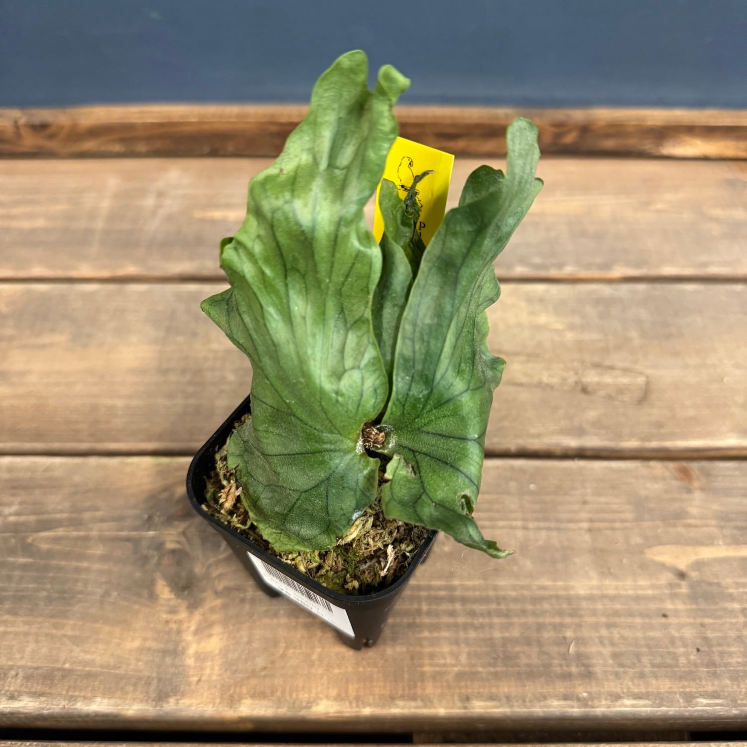 エウレカ【要プロフ参照】様 フォロー割 専用出品 ビカクシダ Platycerium wandae 'Dwarf and Curling'【403