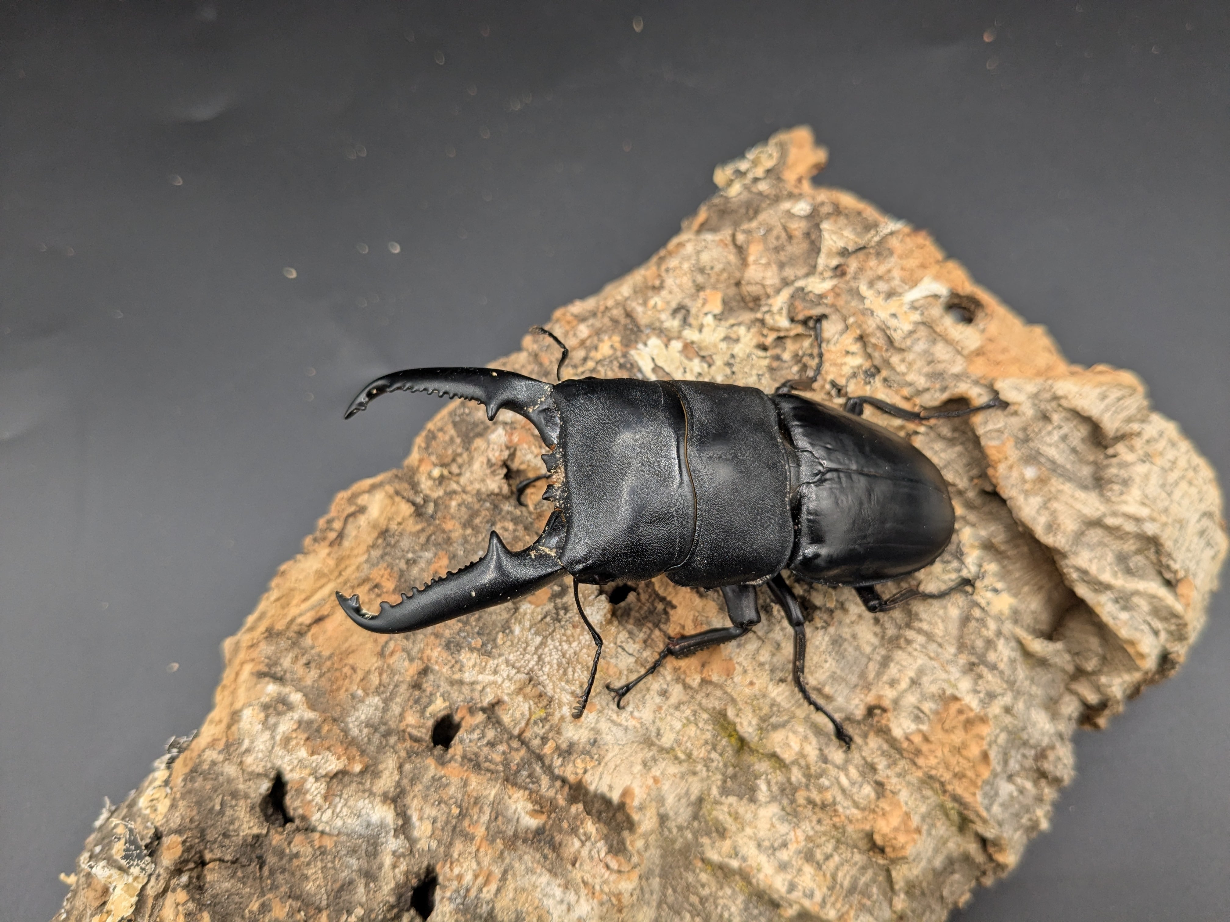 クワガタムシ | クワガタムシ・カブトムシ専門ショップ CIEL