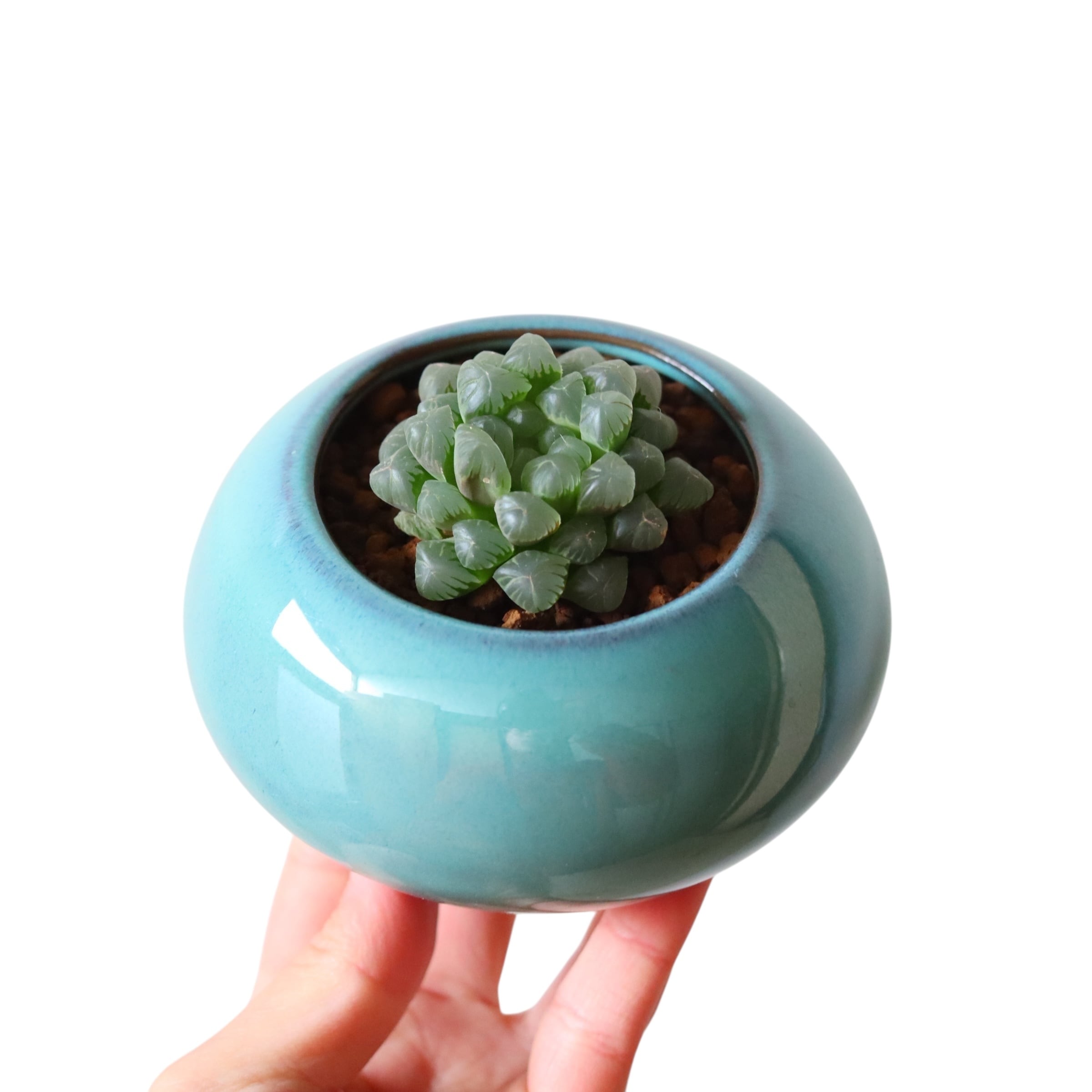 ハオルチア オブツーサ