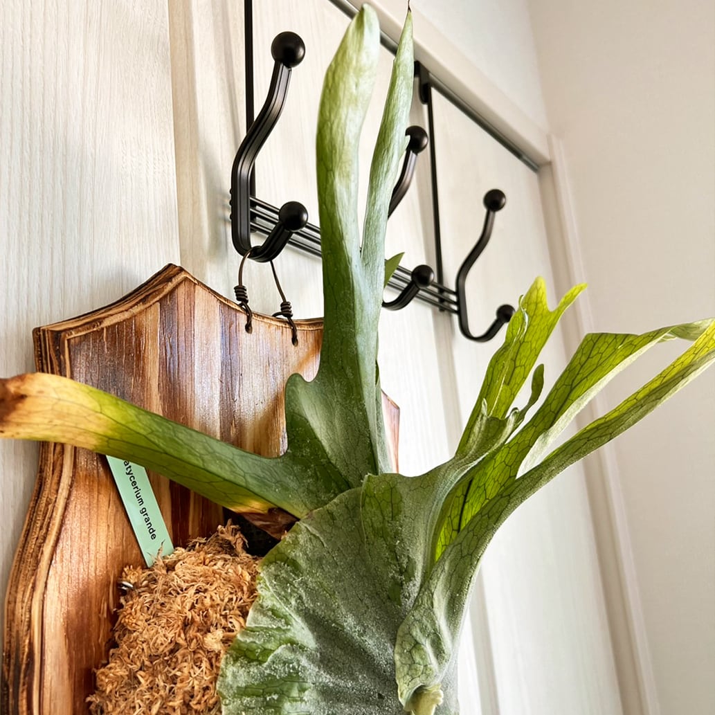 ビカクシダ グランデ 板付 【観葉植物 壁掛け コウモリラン