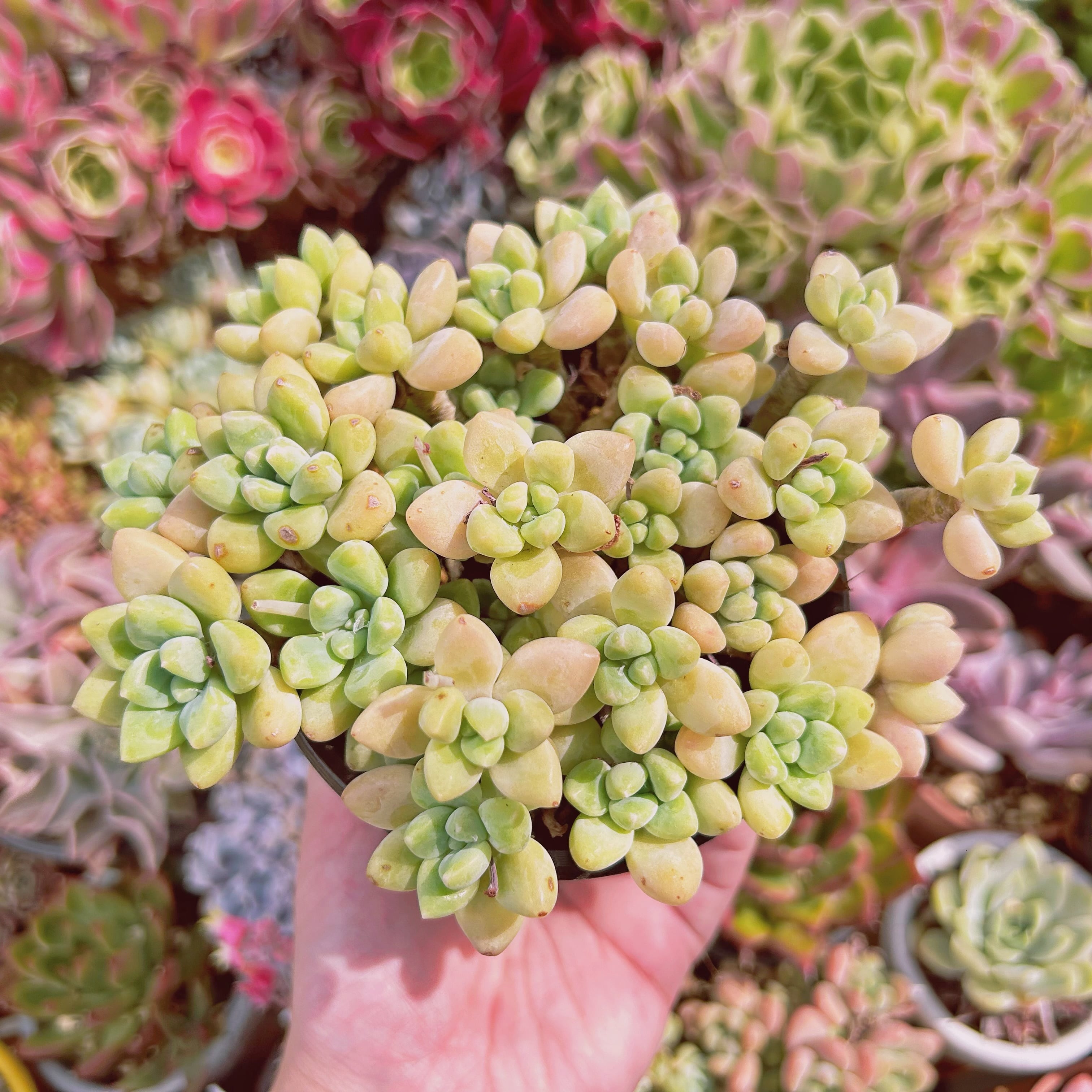 #89−現物　多肉植物　ホワイトケーキ　特大