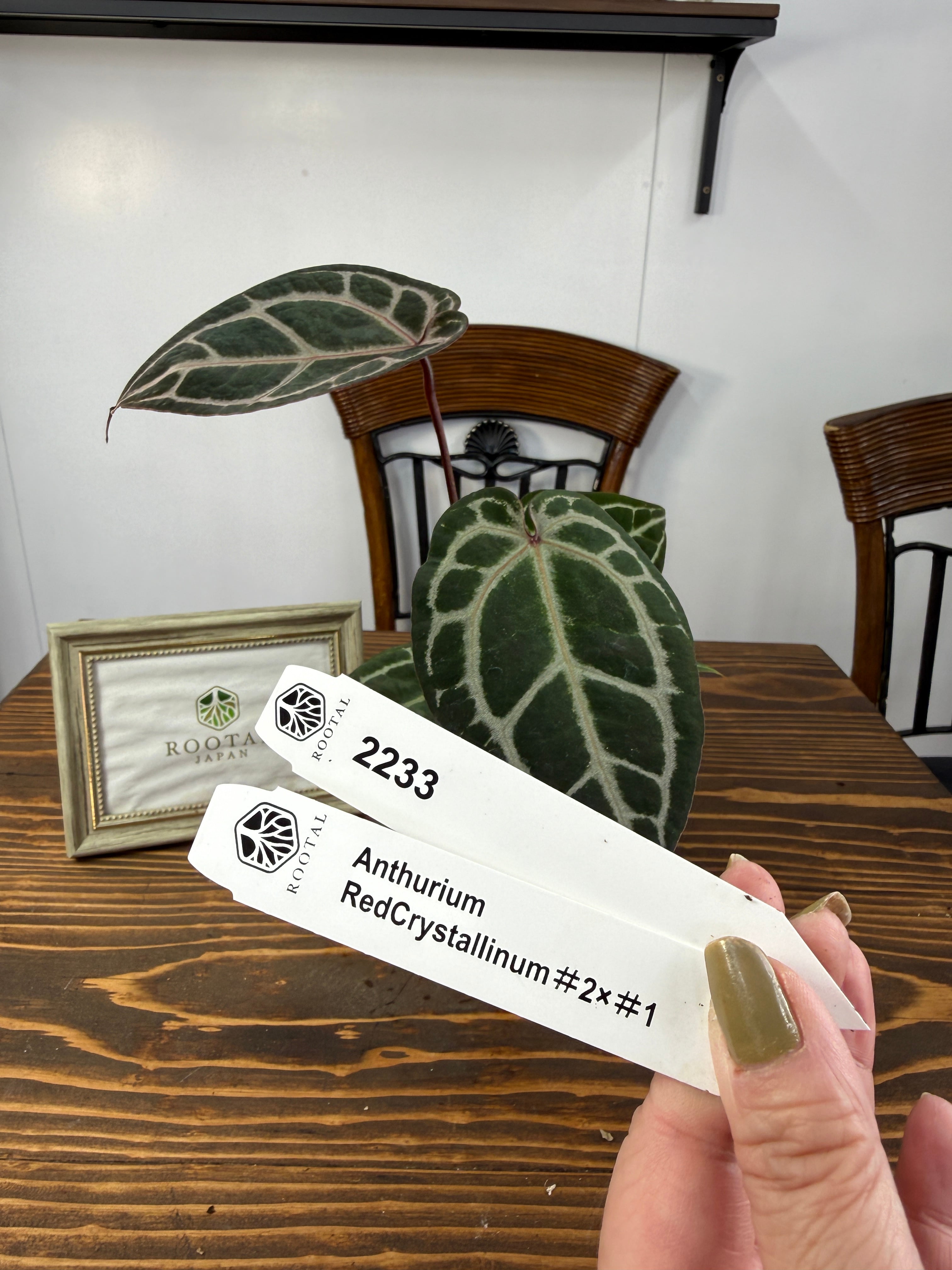 ★2233【艶紅の葉脈】アンスリウム レッドクリスタリナム♯2×♯1 (3.5号ロングプラ鉢)