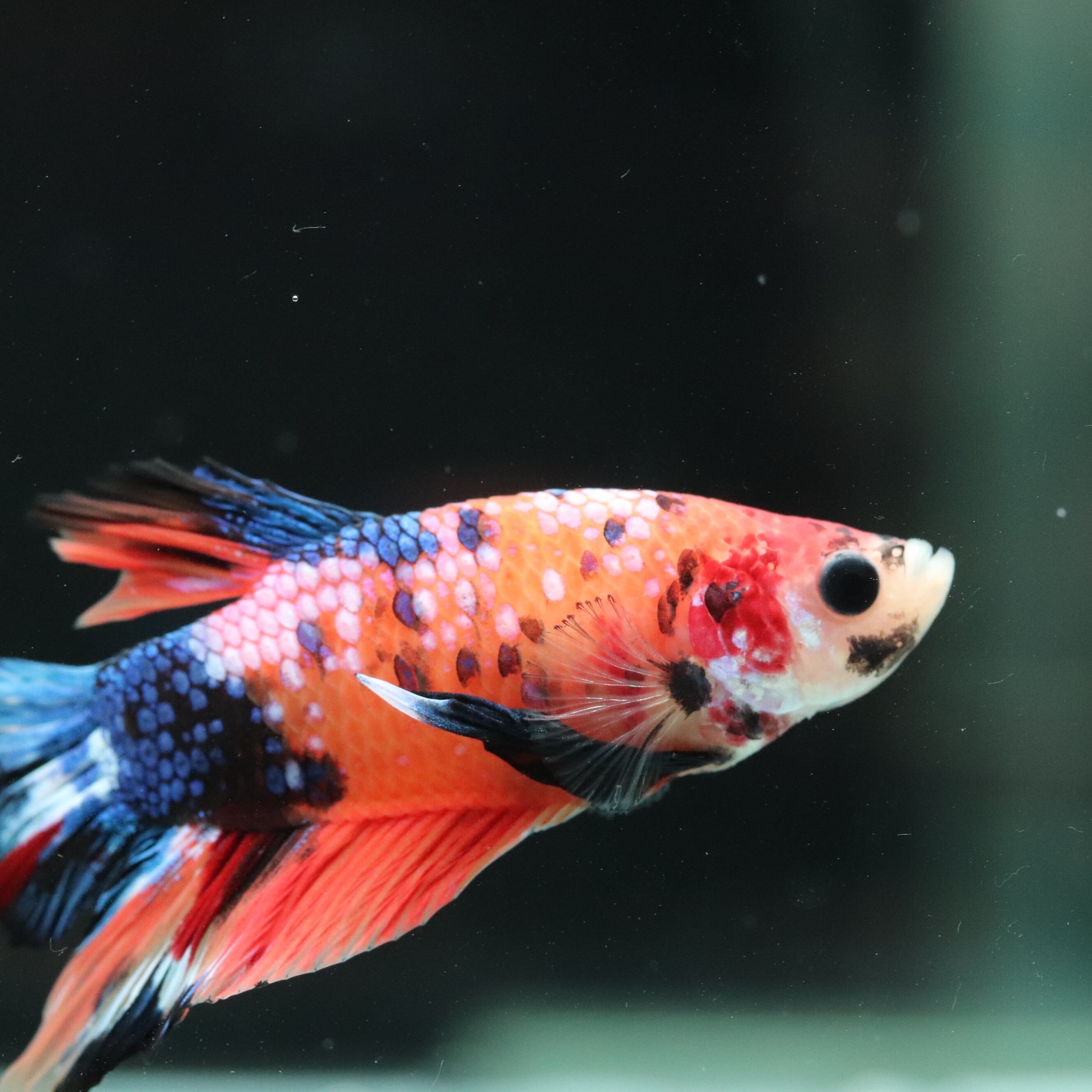 【アクアラボ平安】ベタ プラカット　♂　betta　1-4