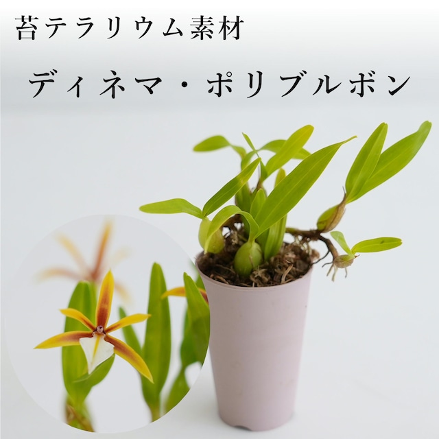 ディネマ・ポリブルボン Dinema polybulbon【着生系ラン科植物・着生向け】苔テラリウム作製用素材