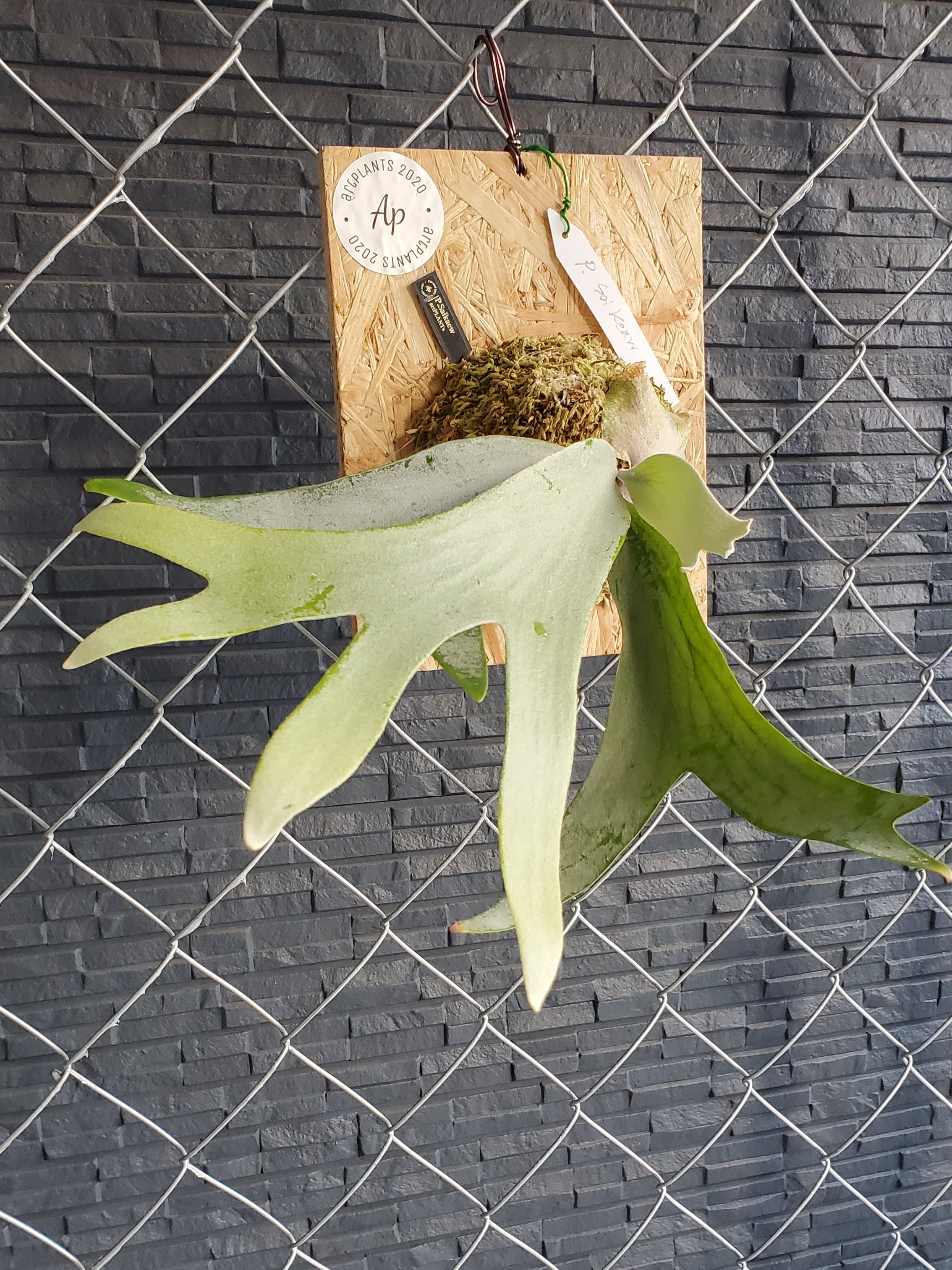 □サイケオ□Saikaew□ビカクシダ□コウモリラン□NOR□nor_aco_green□