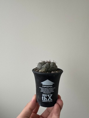 【新着】Copiapoa cinerea × VALIEM THX鉢【俺の黒王丸】コピアポアシネレア