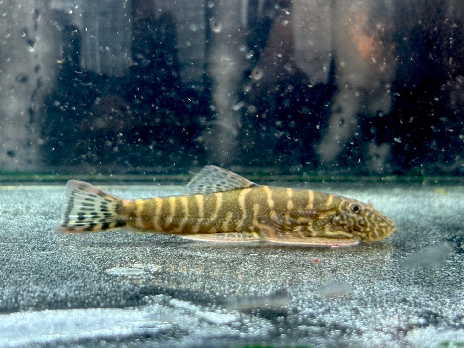 アロワナナイフ(アファー)➁ 37cm ギニア産 | AQUASTYLEG アロワナナイフ(アファー)➁ 37cm ギニア産 | AQUASTYLEG