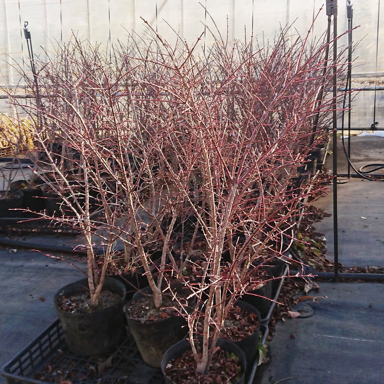 e5ae15948c510e096ac04e164ddf31