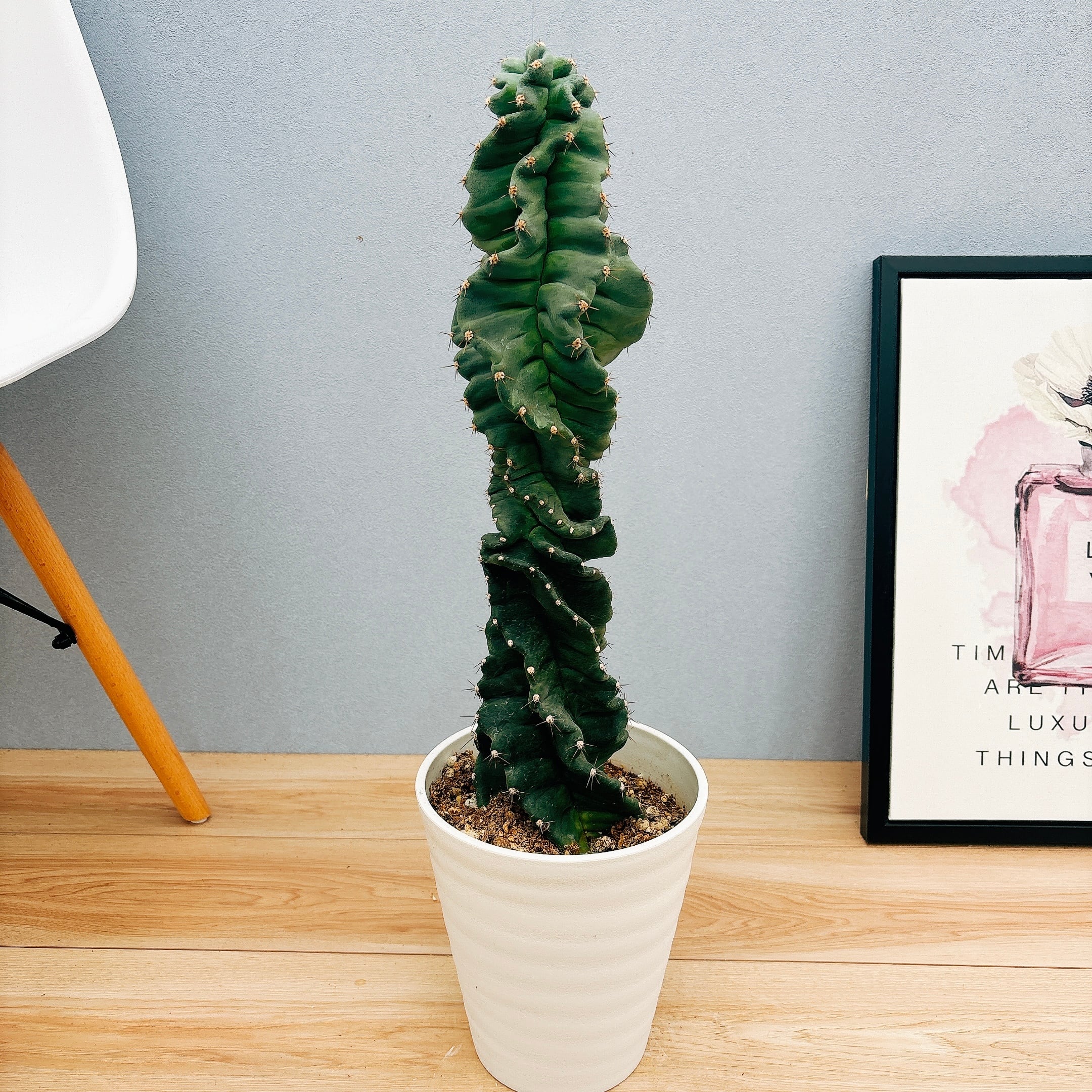 現地引渡し限定 斑入りソテツ 大株 【公式通販】