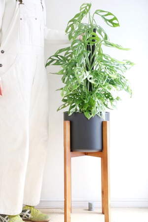 【希少】【都内近郊限定配送】【130cm】マドカズラ ミントバリエガータ/Monstera Adansonii　※スタンド鉢カバー別売り