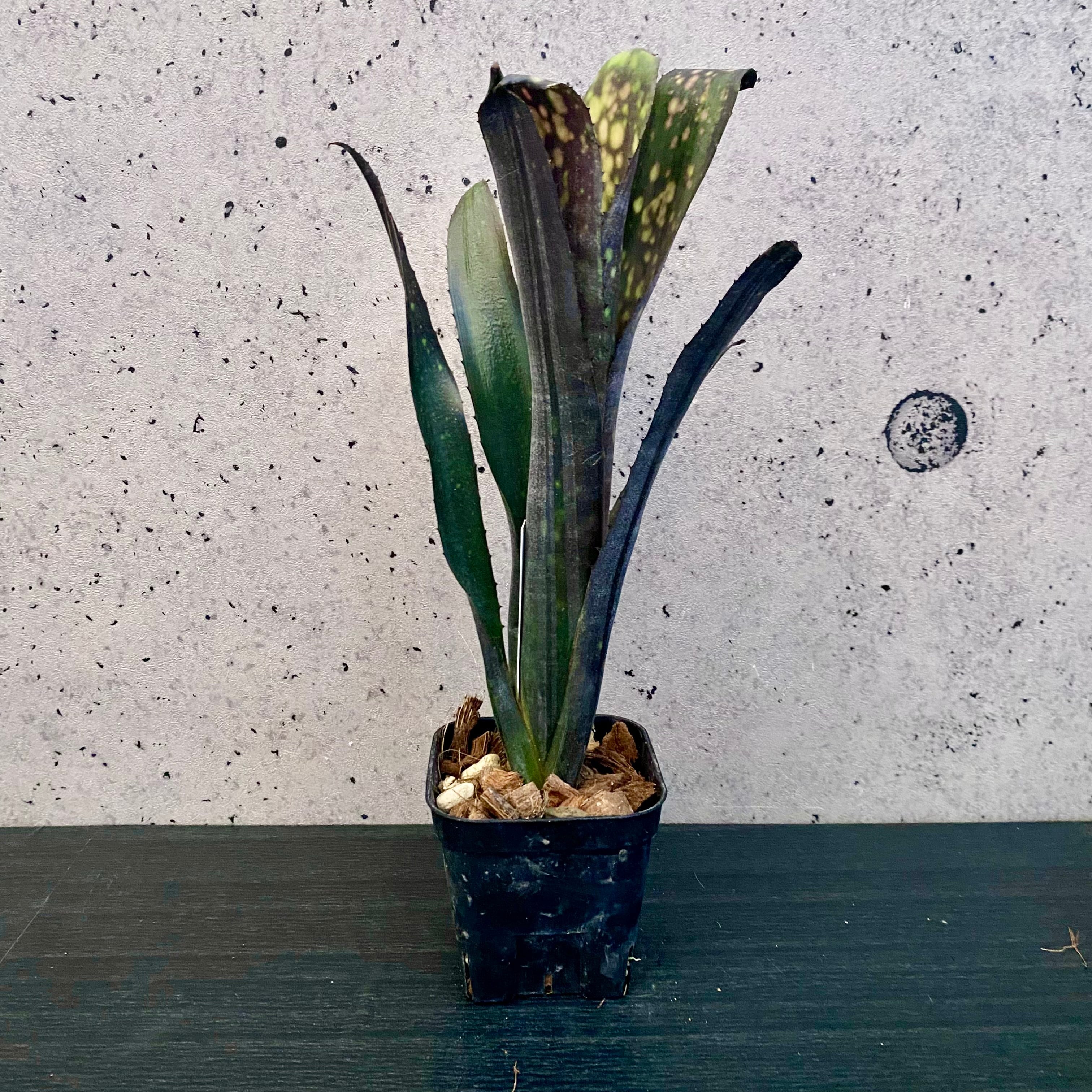 タンクブロメリア ビルベルギア 『Black Pearl』 | Planet Plants