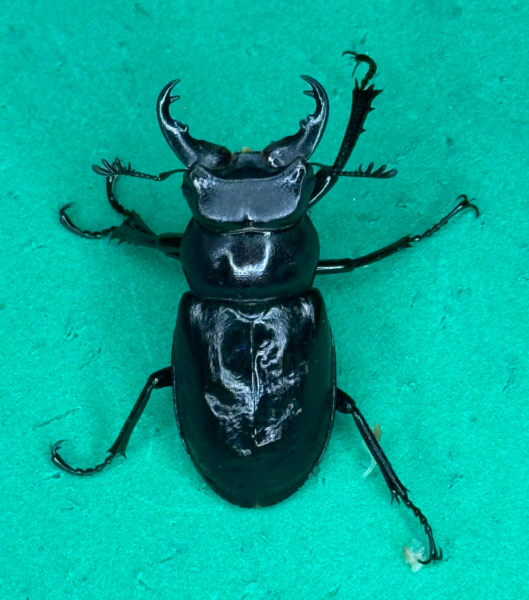 ミクラミヤマ大型血統 神津島産訳あり成虫ペア | ネイチャーフィール