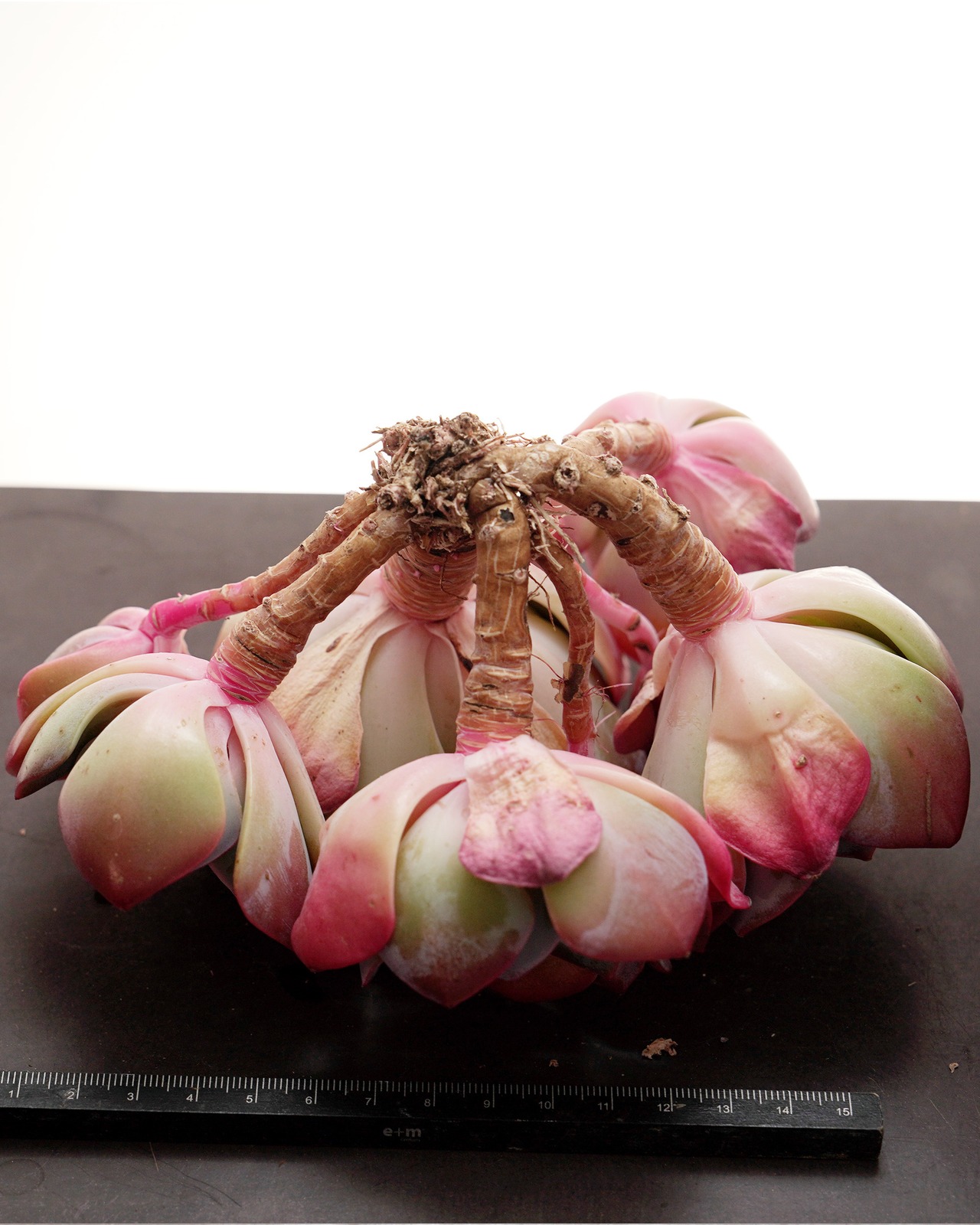 カット苗 キャシーズ 巨大群生 Echeveria 'Cassyz'