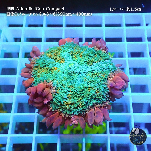 【希少】Frankenstein bounce mushroom【Coral Garden SORAAI】