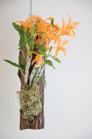 【S】デンドロビウム ファイヤーバード/Den.Stardust'Fire Bird' 　※ハンギング板付苔仕立て