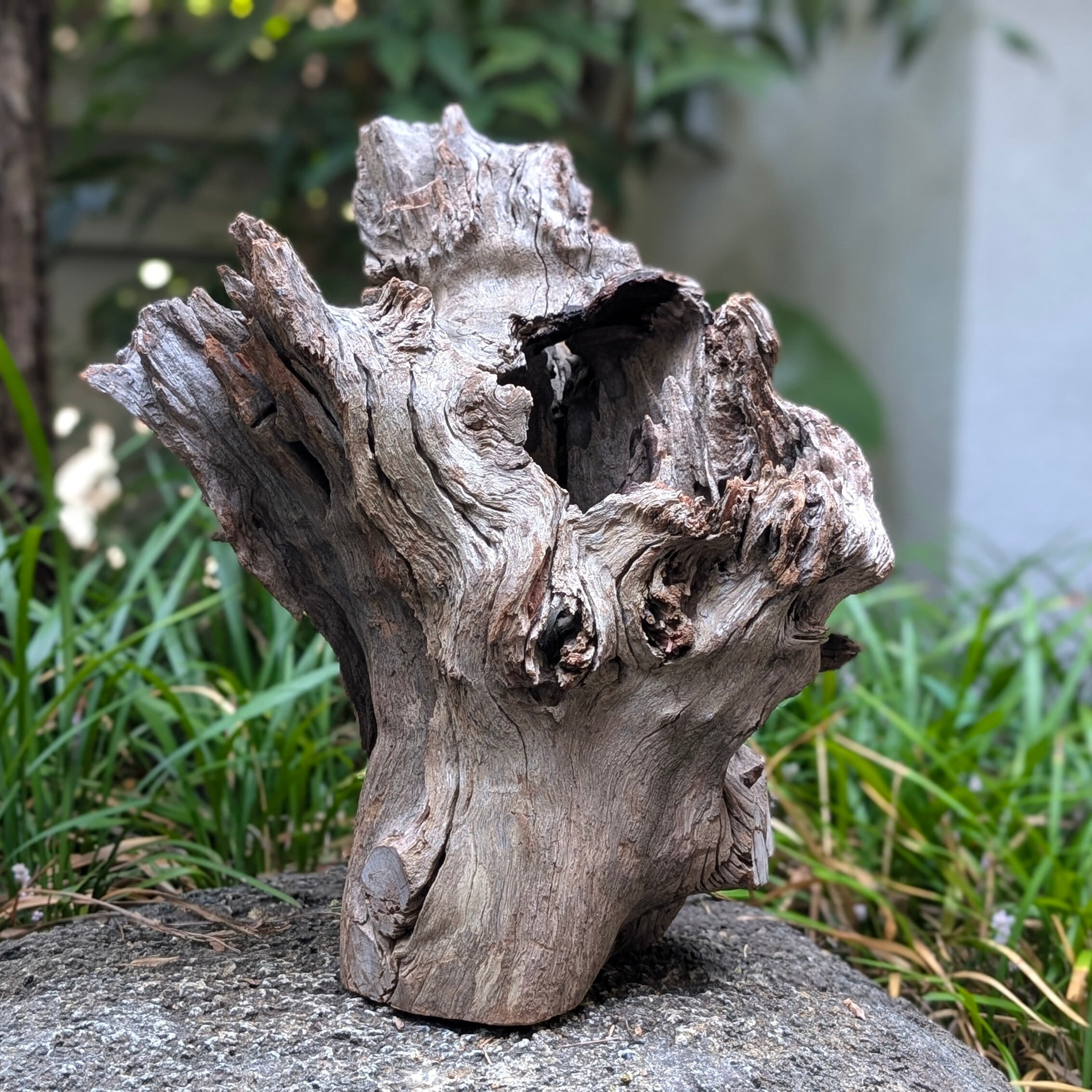 プレミアムスタンプウッド【PSW004】流木 アクアリウム ビバリウム 水槽 プレミアムスタンプウッド【PSW004】流木 水槽 アクアリウム