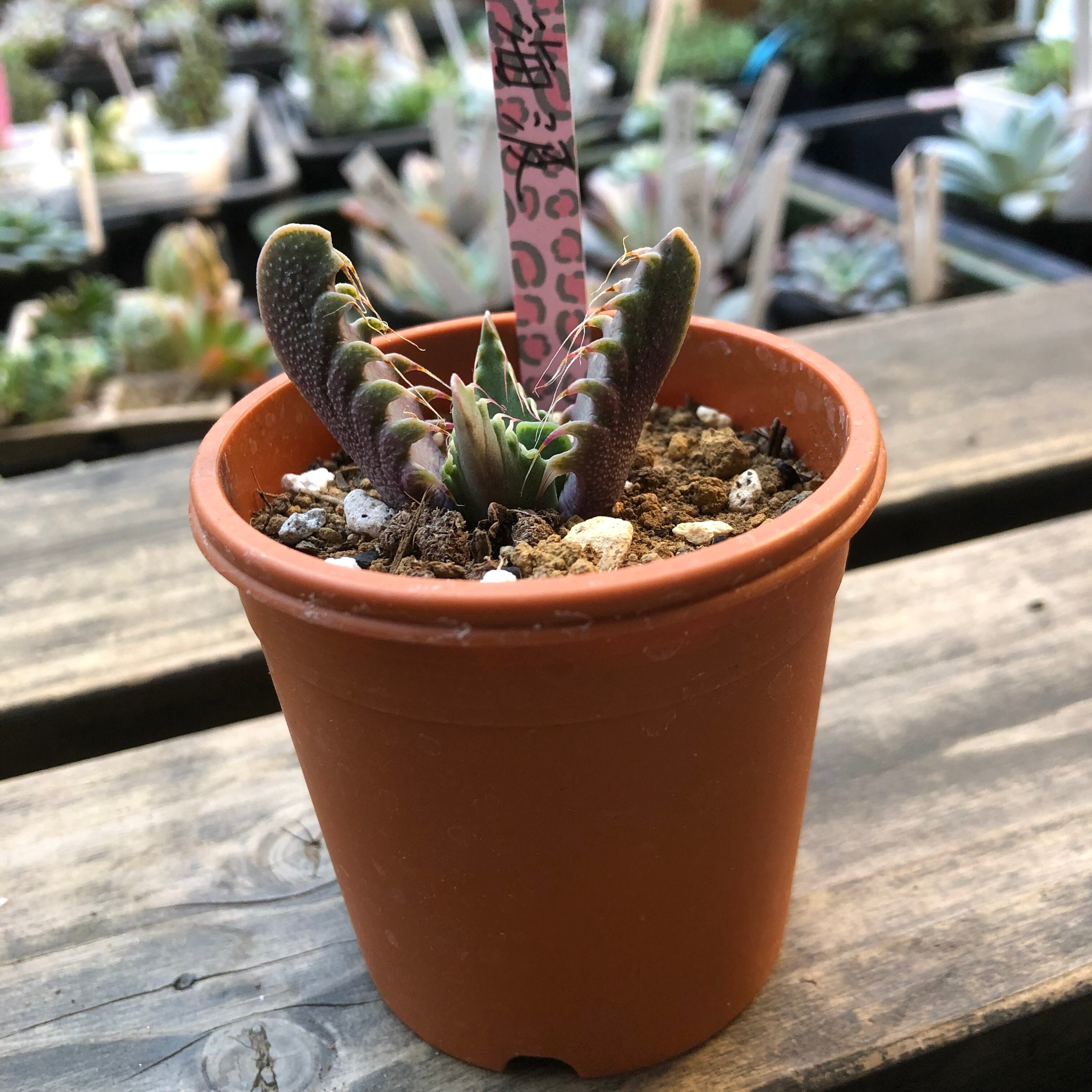 四海波 フォーカリア 多肉植物 皆川園芸 Melty Works 多肉植物 と Dulton プランター のお店