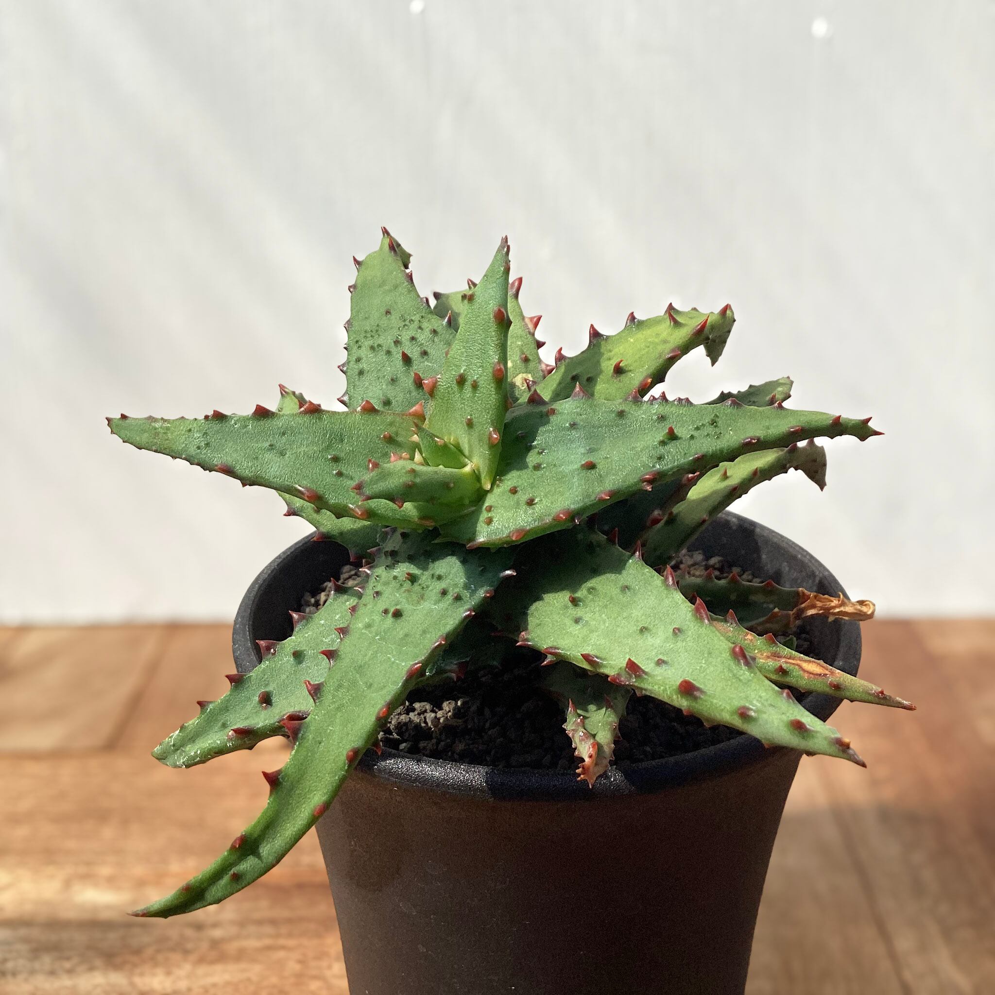 Aloe castilloniae 【アロエ・カスティロニアエ】 | RIMO'S GREEN