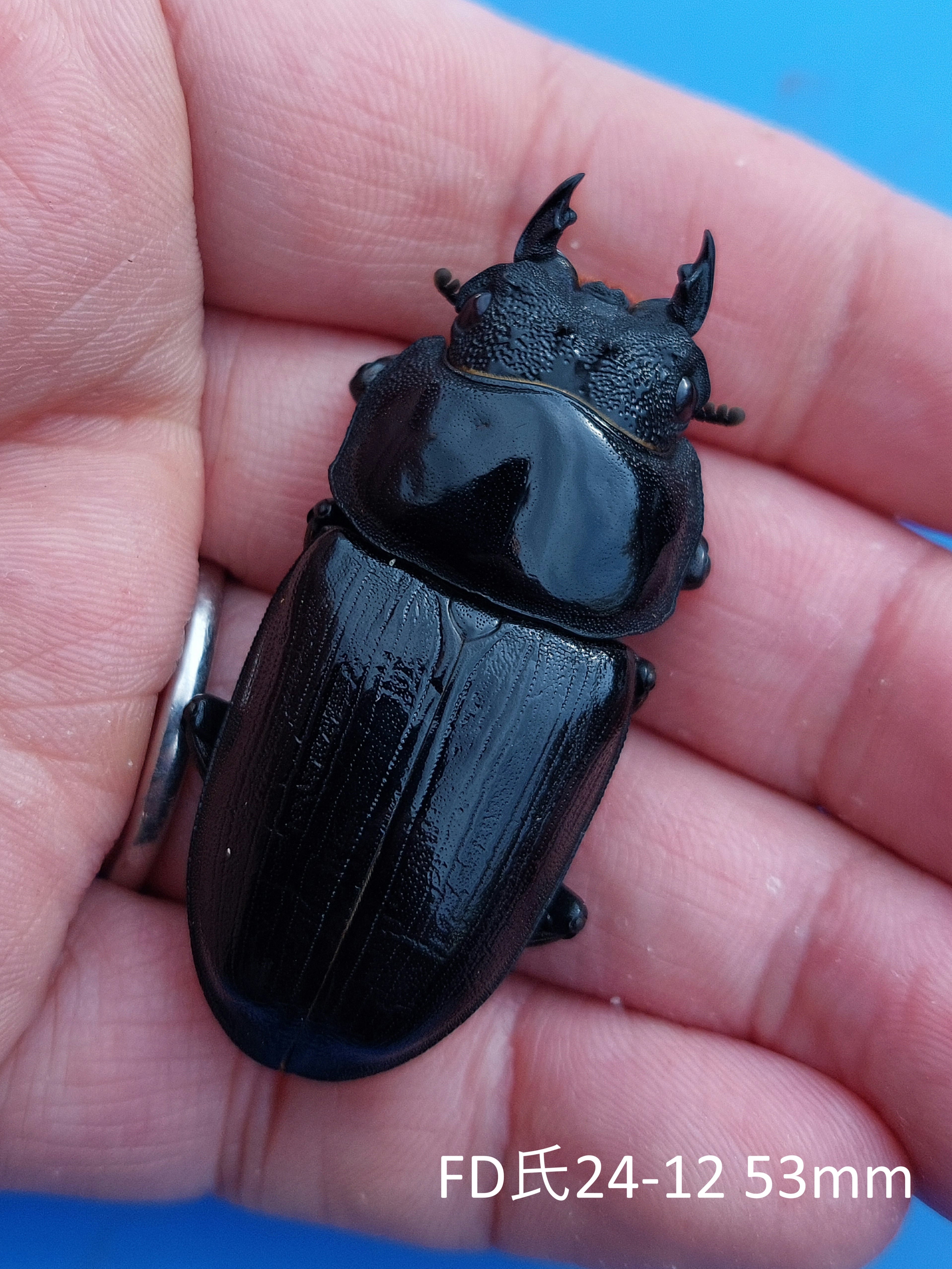 久留米産オオクワガタ♂82mm 標本 久留米産オオクワガタ82ミリ