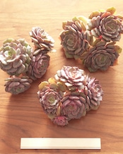 カット苗 紫姫 Echeveria 'Murasakihime'