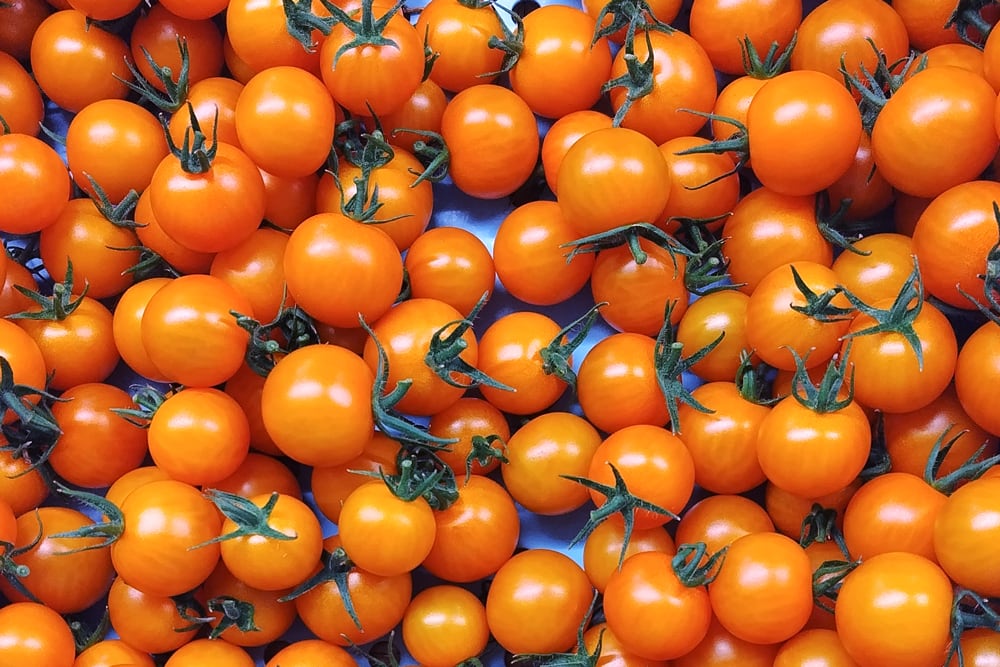 ミニトマト「とまとんとん」イエローミミ種 1kg 箱入り（限定品